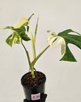 Monstera borsigiana 'Albo'