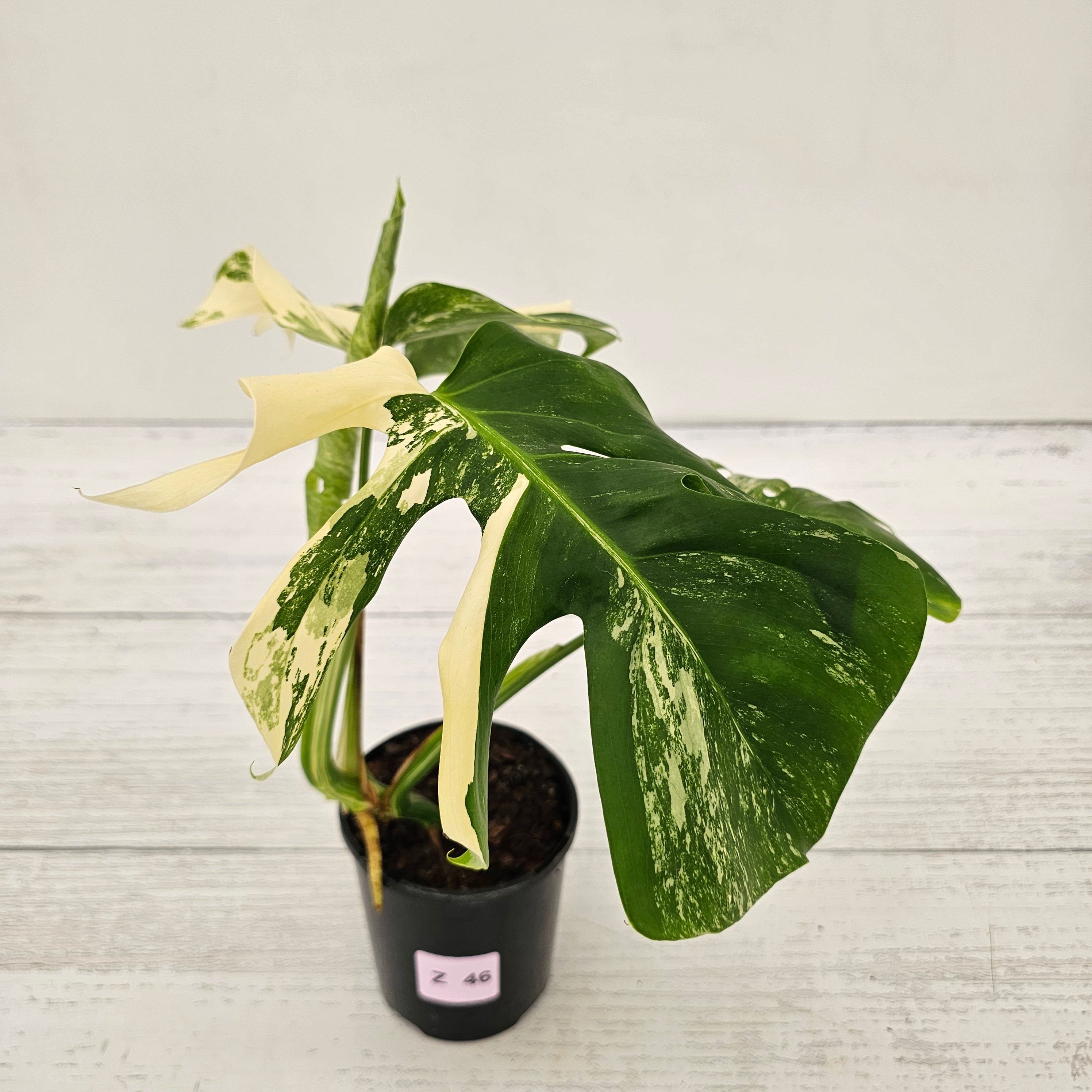 Monstera borsigiana &#39;Albo&#39;