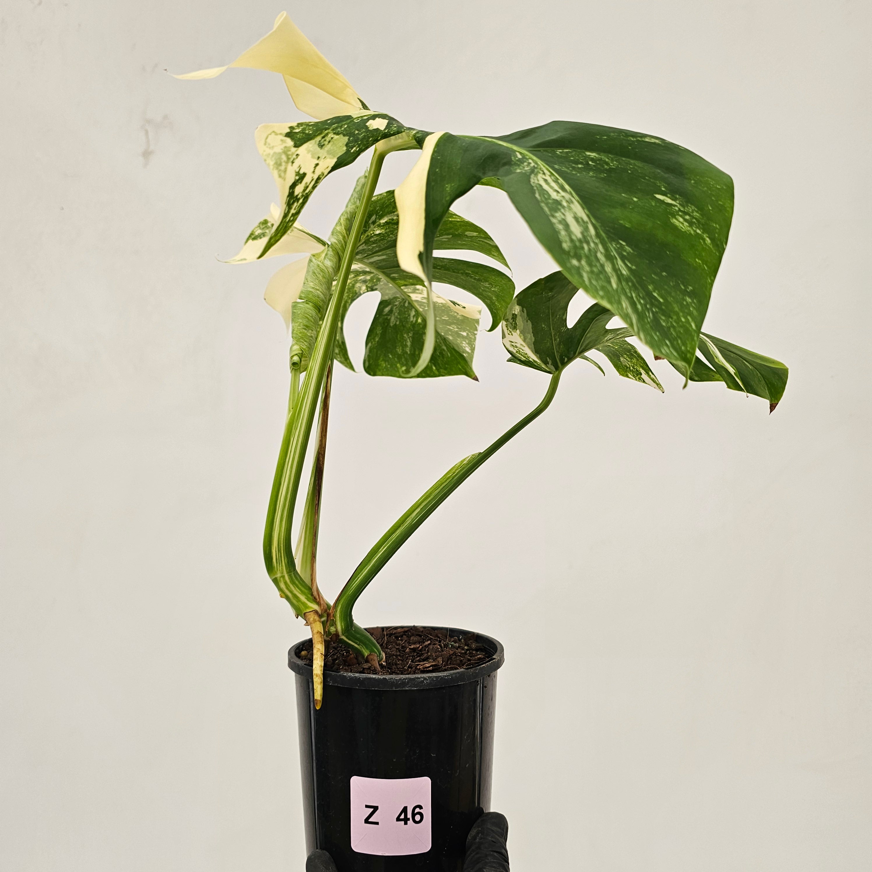 Monstera borsigiana &#39;Albo&#39;