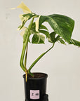 Monstera borsigiana 'Albo'