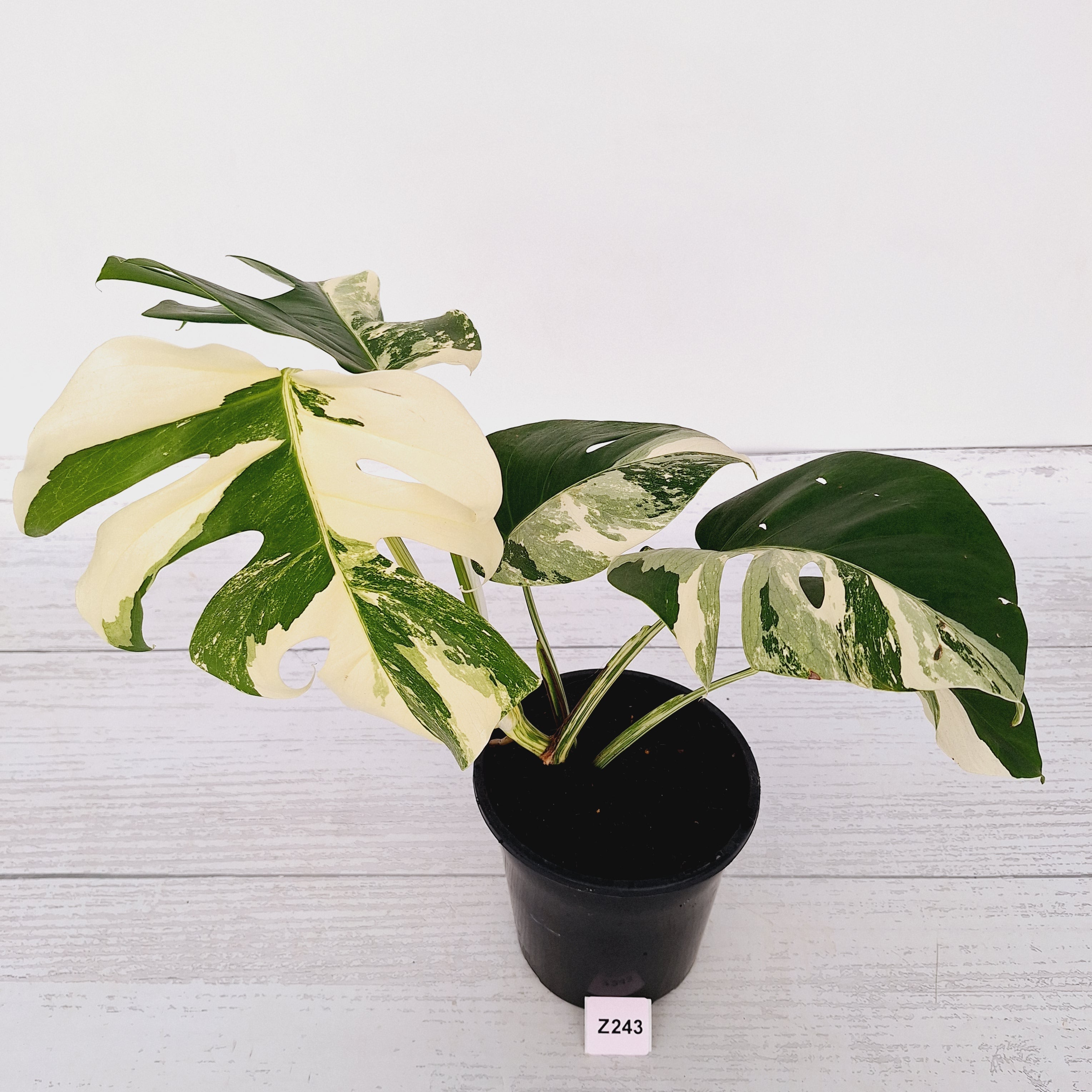 Monstera borsigiana &#39;Albo&#39;