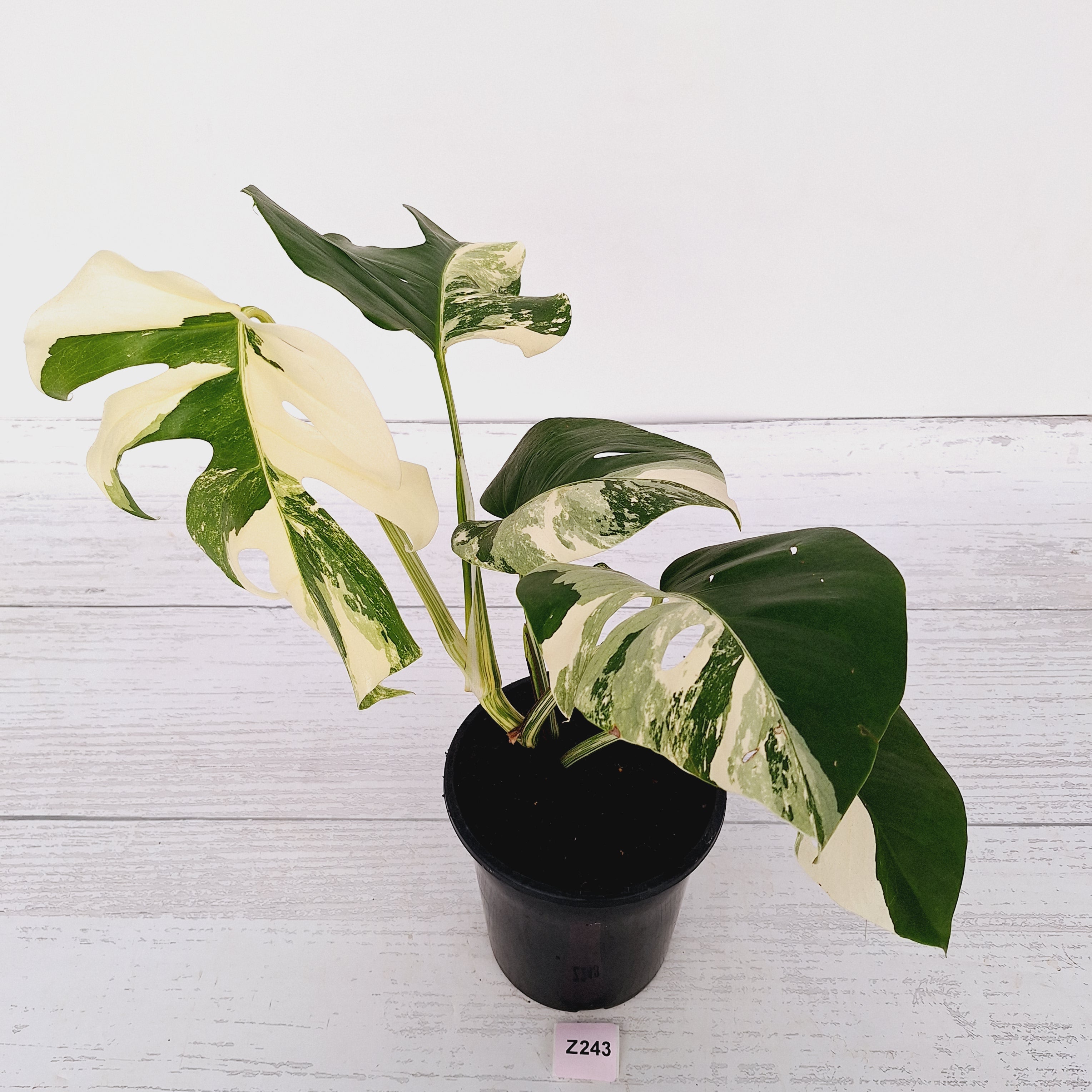 Monstera borsigiana &#39;Albo&#39;