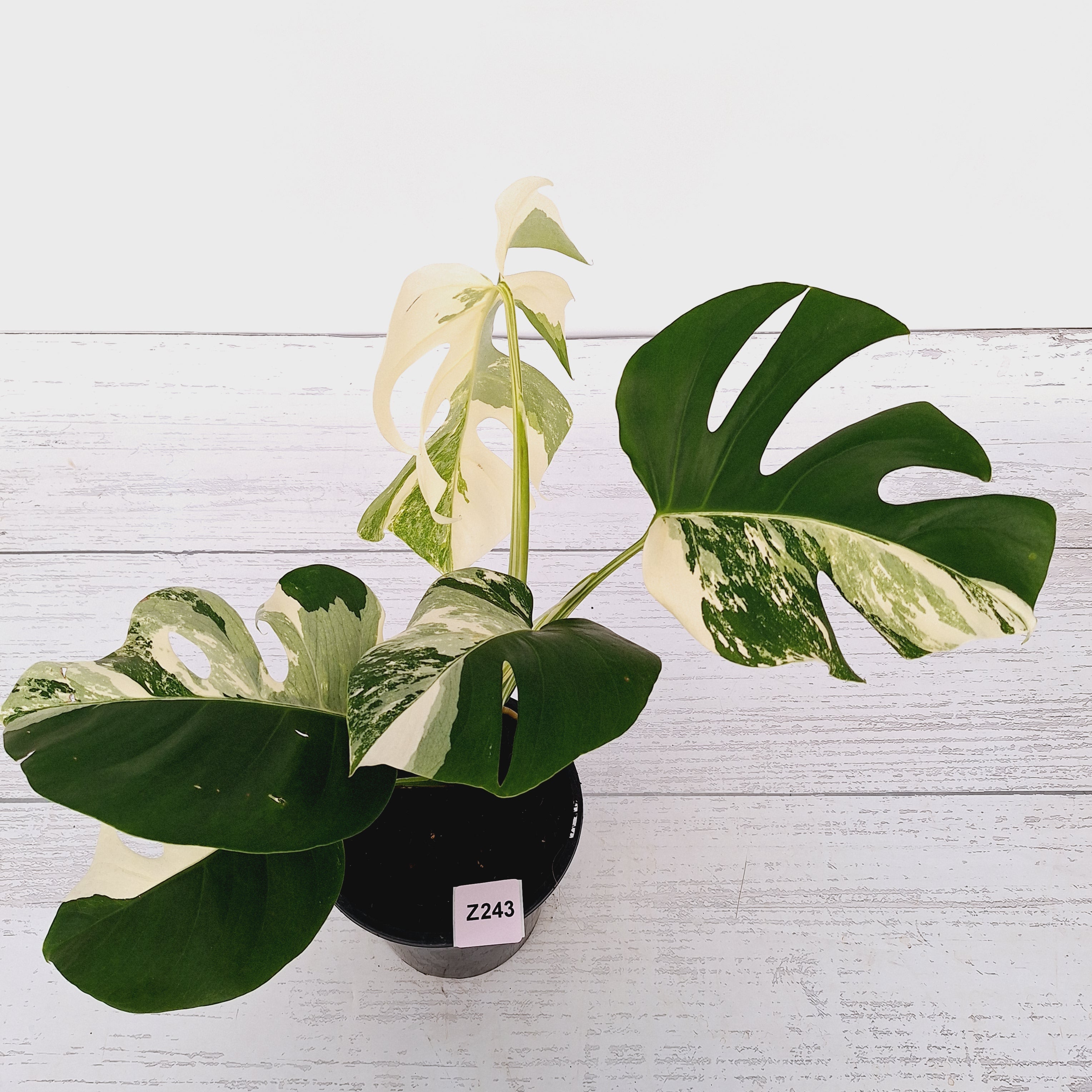 Monstera borsigiana &#39;Albo&#39;