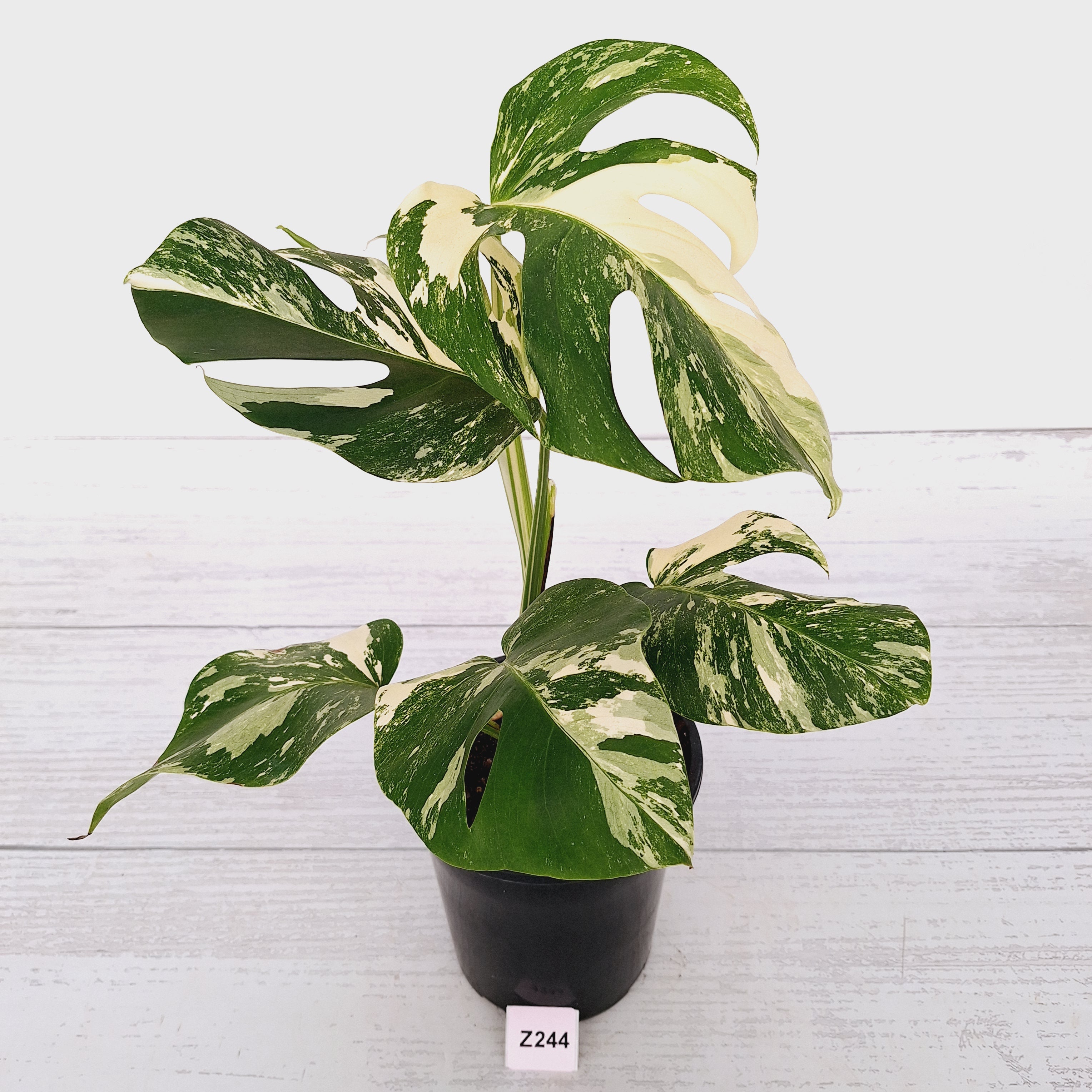 Monstera borsigiana &#39;Albo&#39;