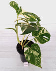 Monstera borsigiana 'Albo'