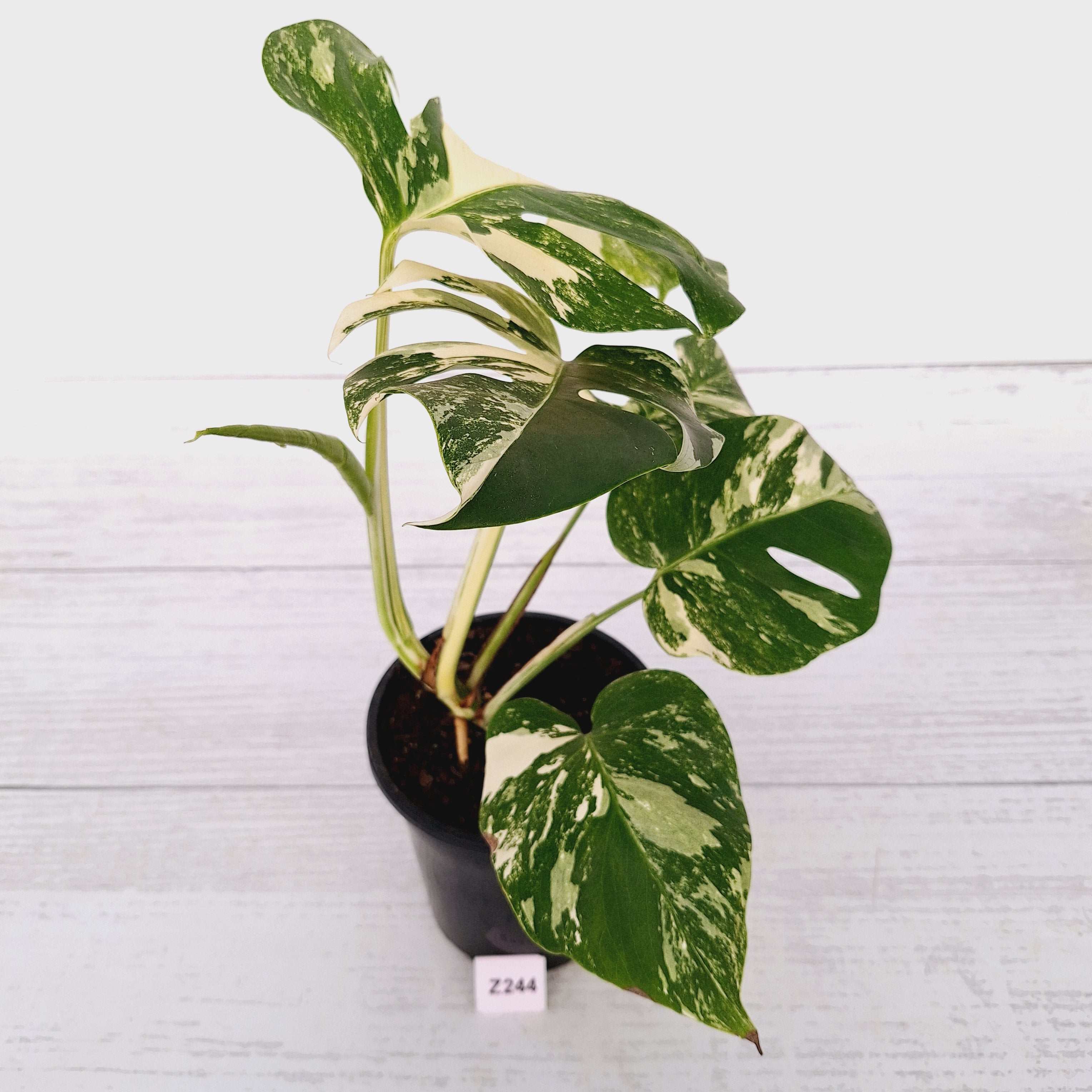 Monstera borsigiana &#39;Albo&#39;