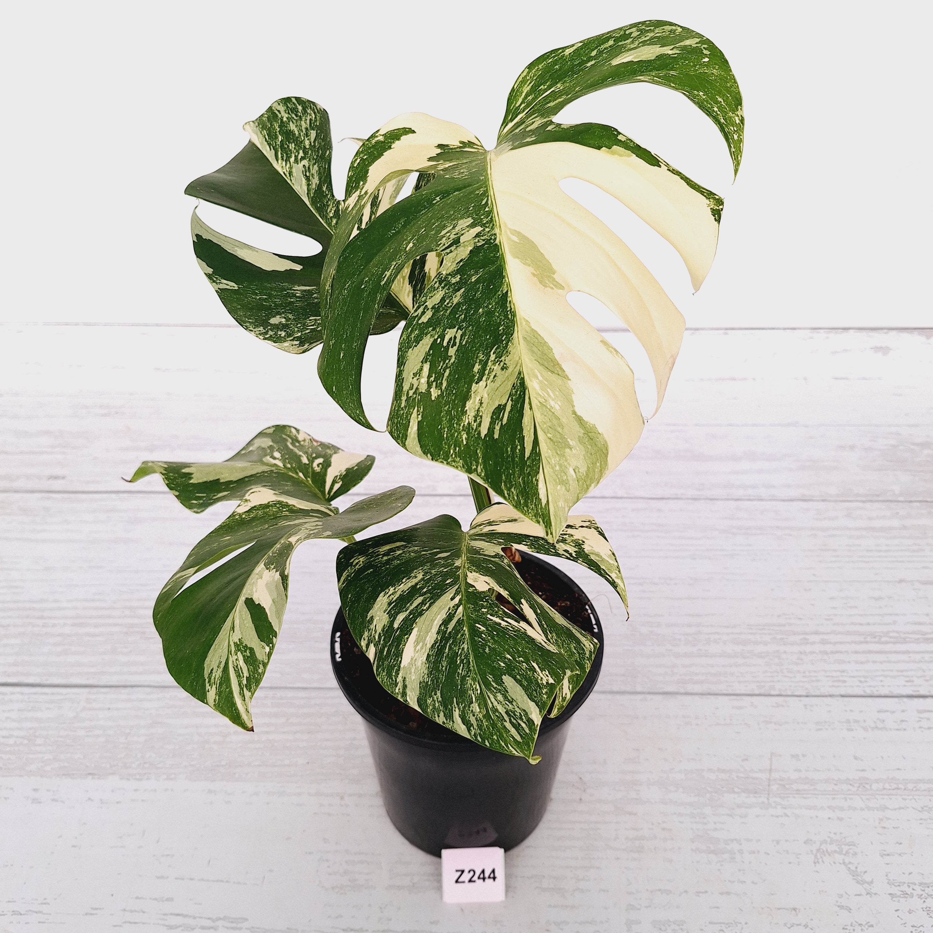 Monstera borsigiana &#39;Albo&#39;