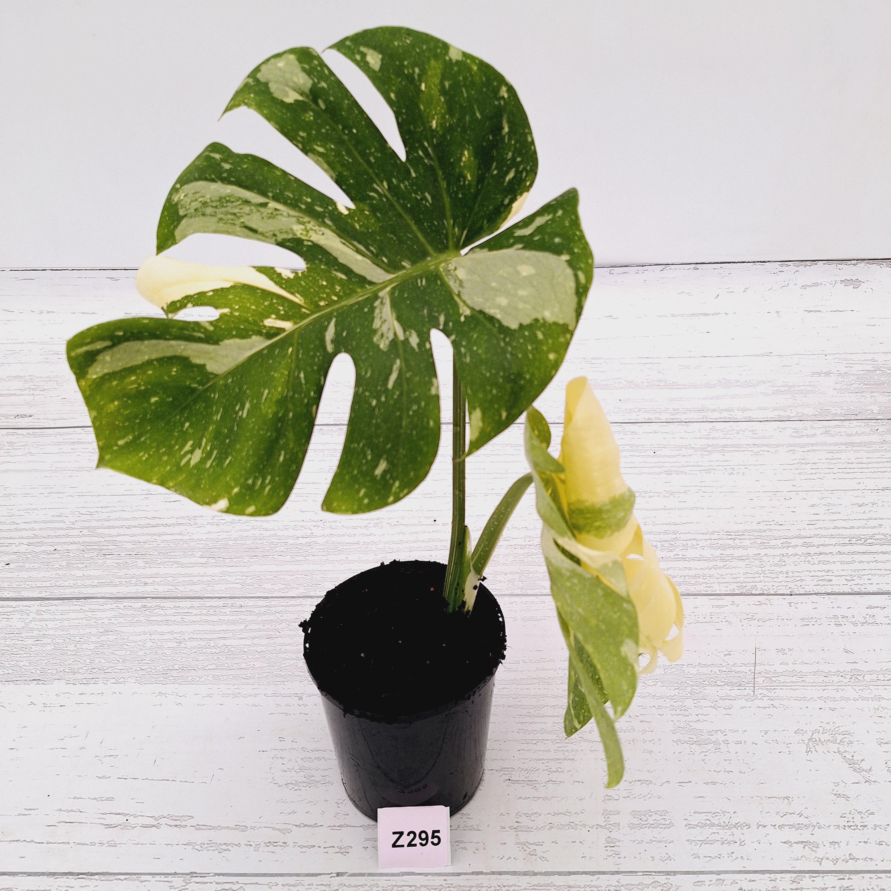 Monstera deliciosa Thai Constellation