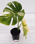 Monstera deliciosa Thai Constellation