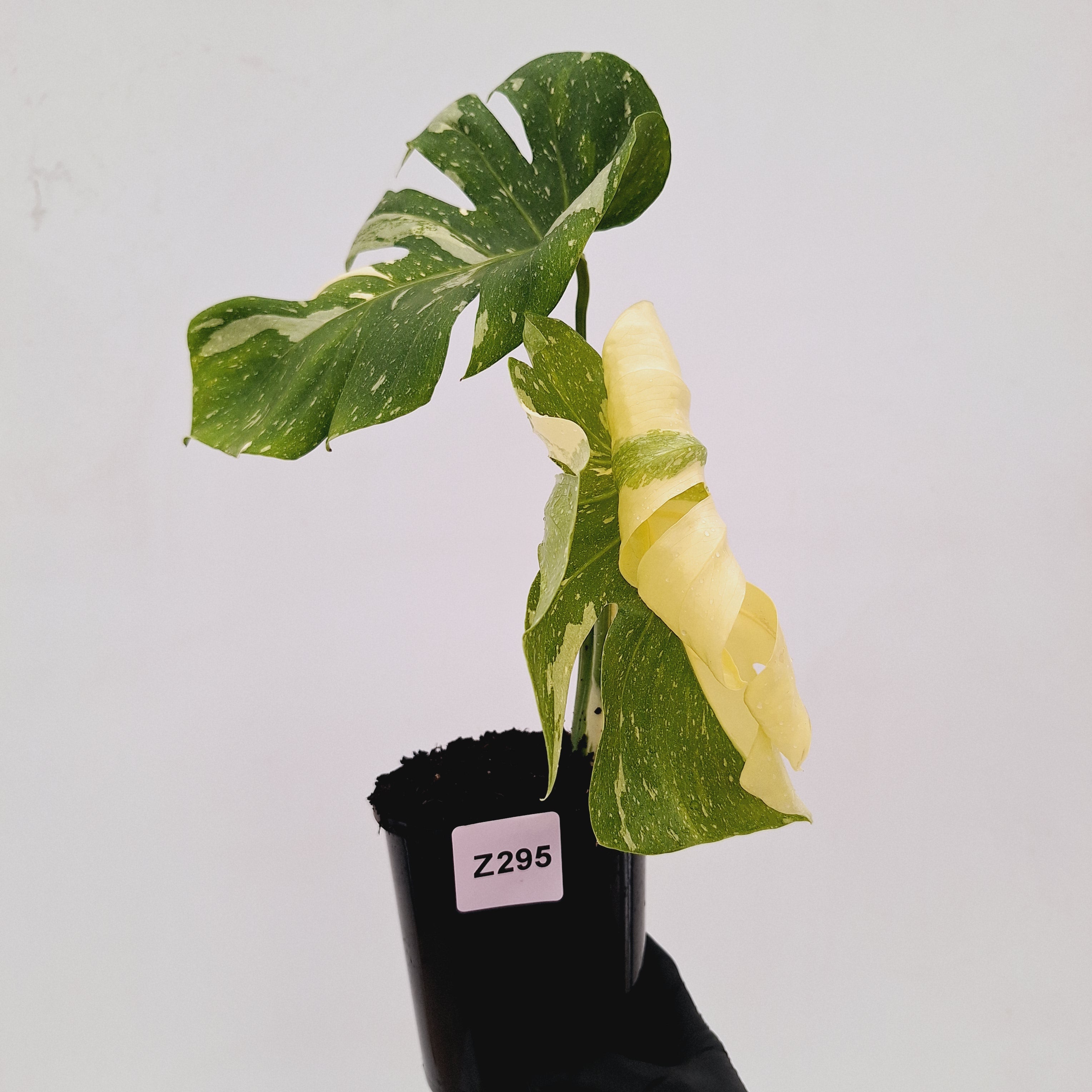 Monstera deliciosa Thai Constellation