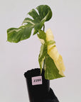 Monstera deliciosa Thai Constellation