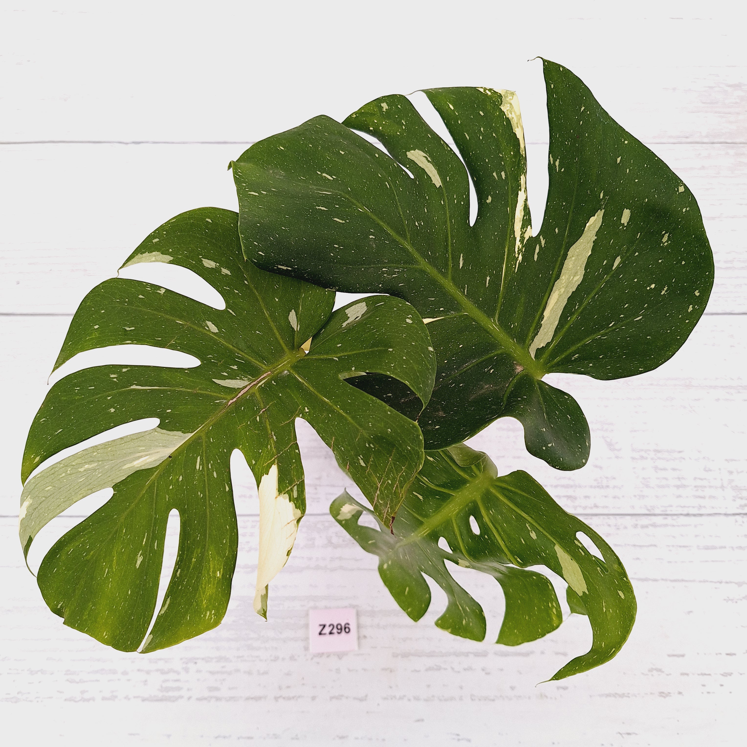 Monstera deliciosa Thai Constellation