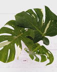 Monstera deliciosa Thai Constellation