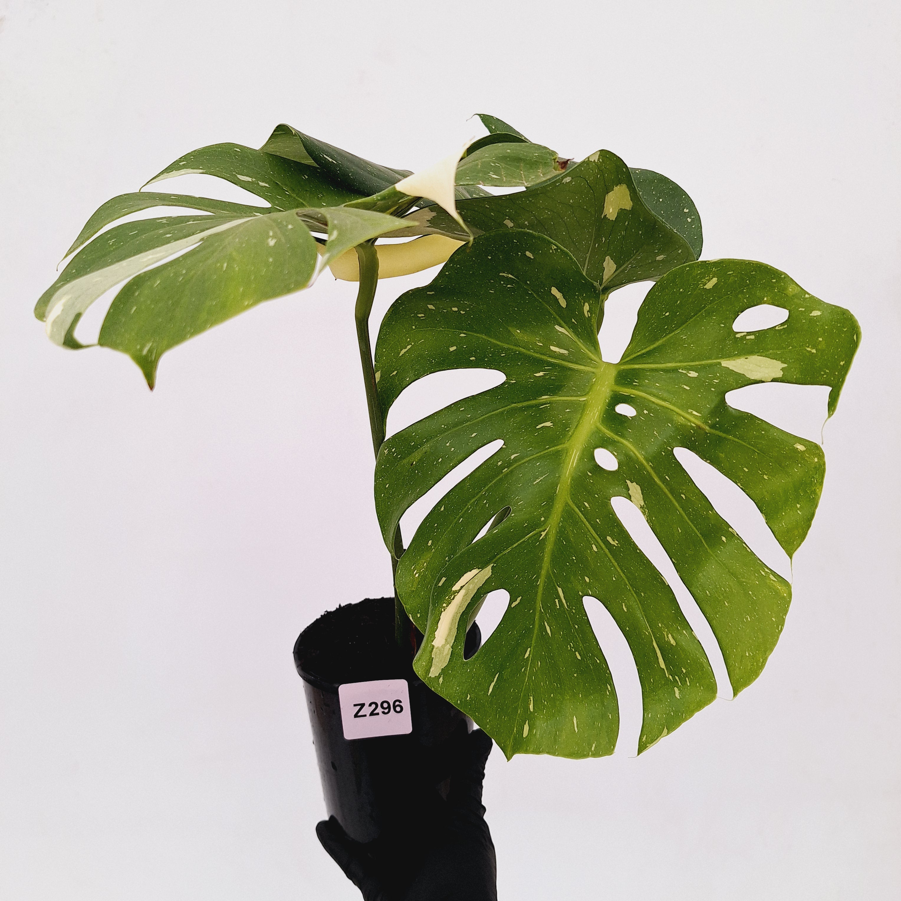 Monstera deliciosa Thai Constellation