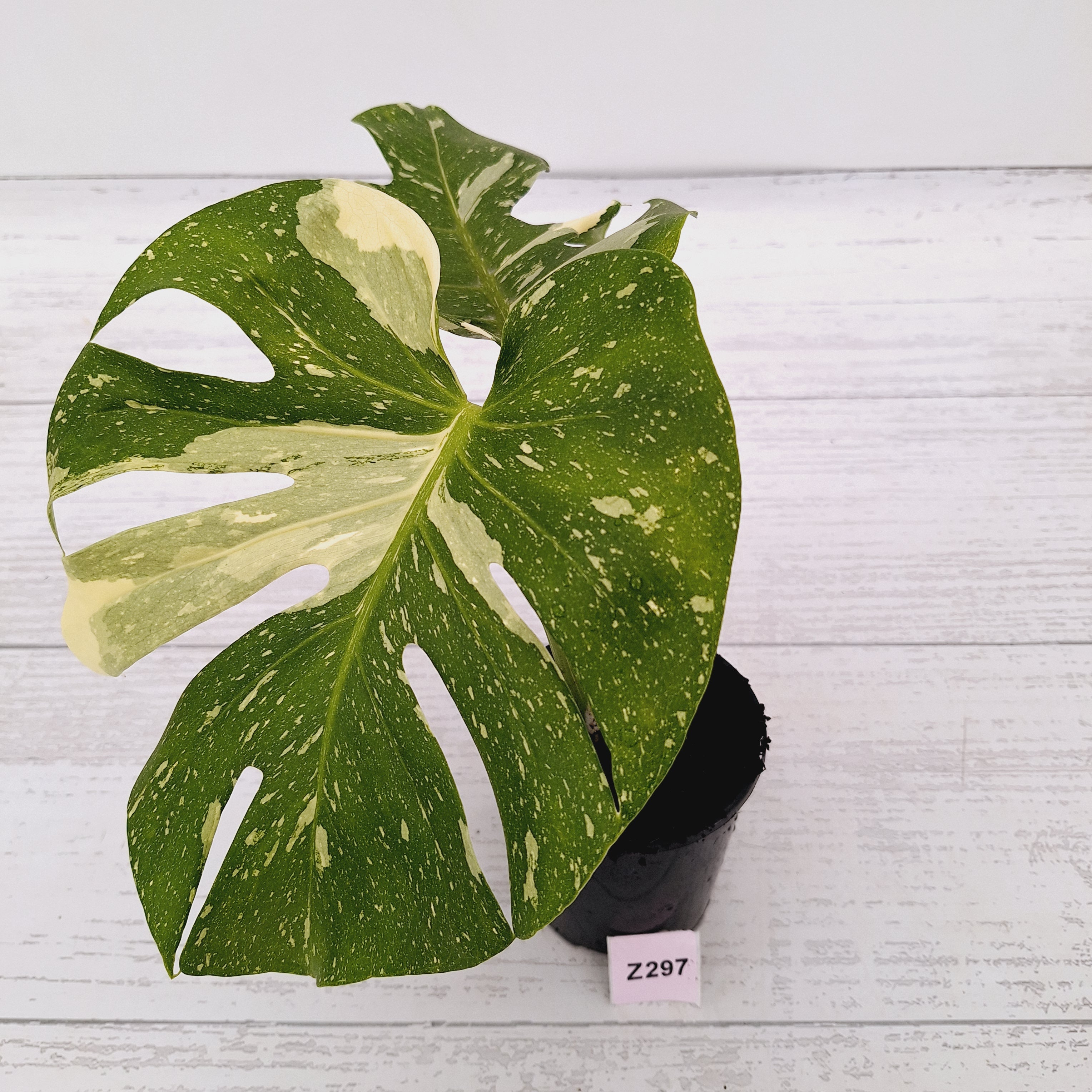 Monstera deliciosa Thai Constellation