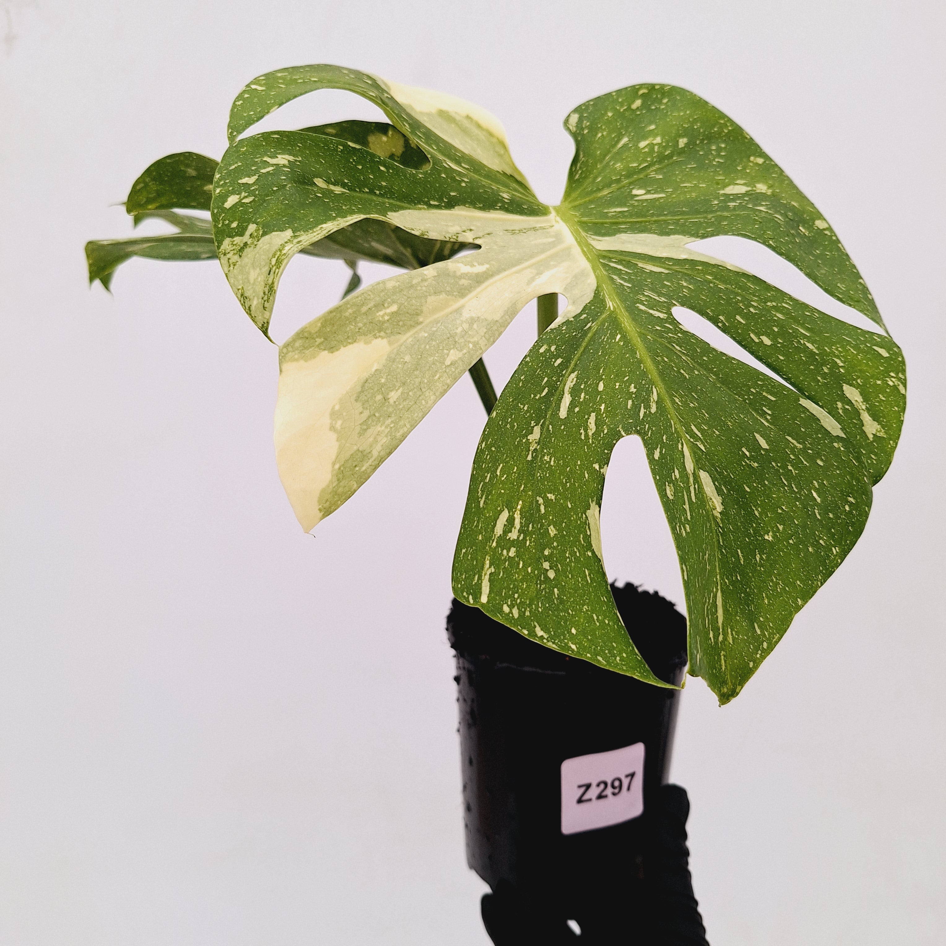 Monstera deliciosa Thai Constellation