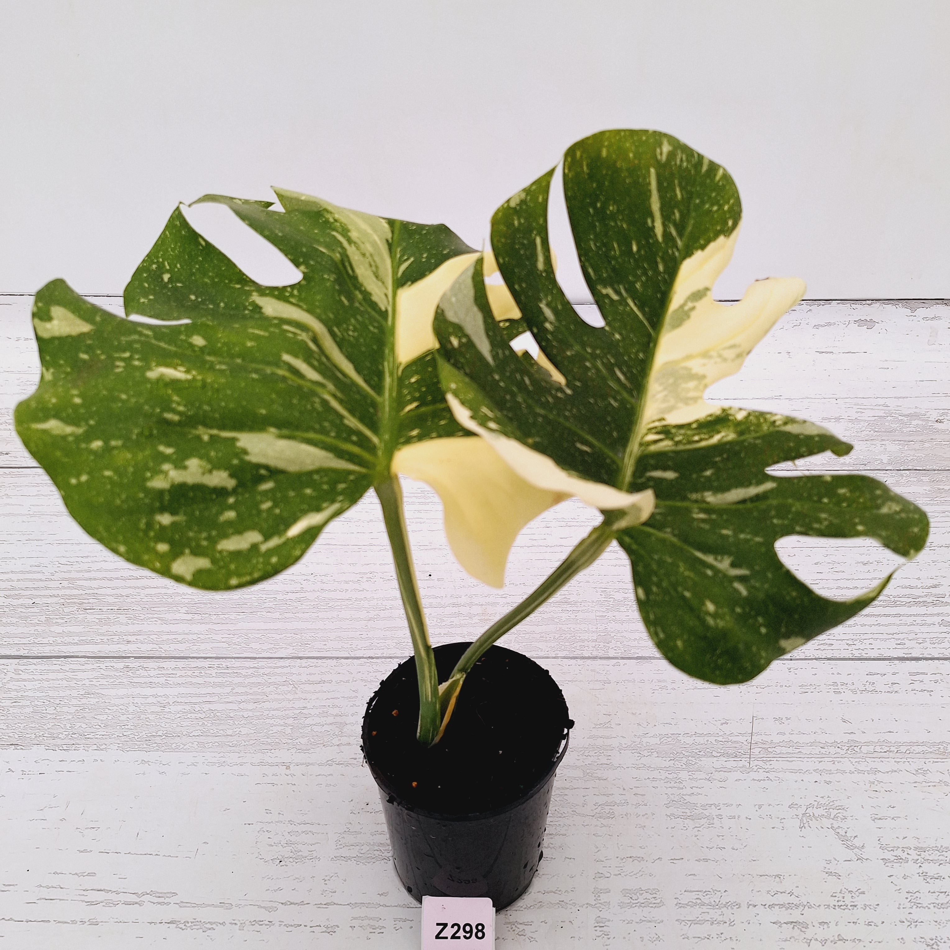 Monstera deliciosa Thai Constellation