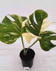Monstera deliciosa Thai Constellation