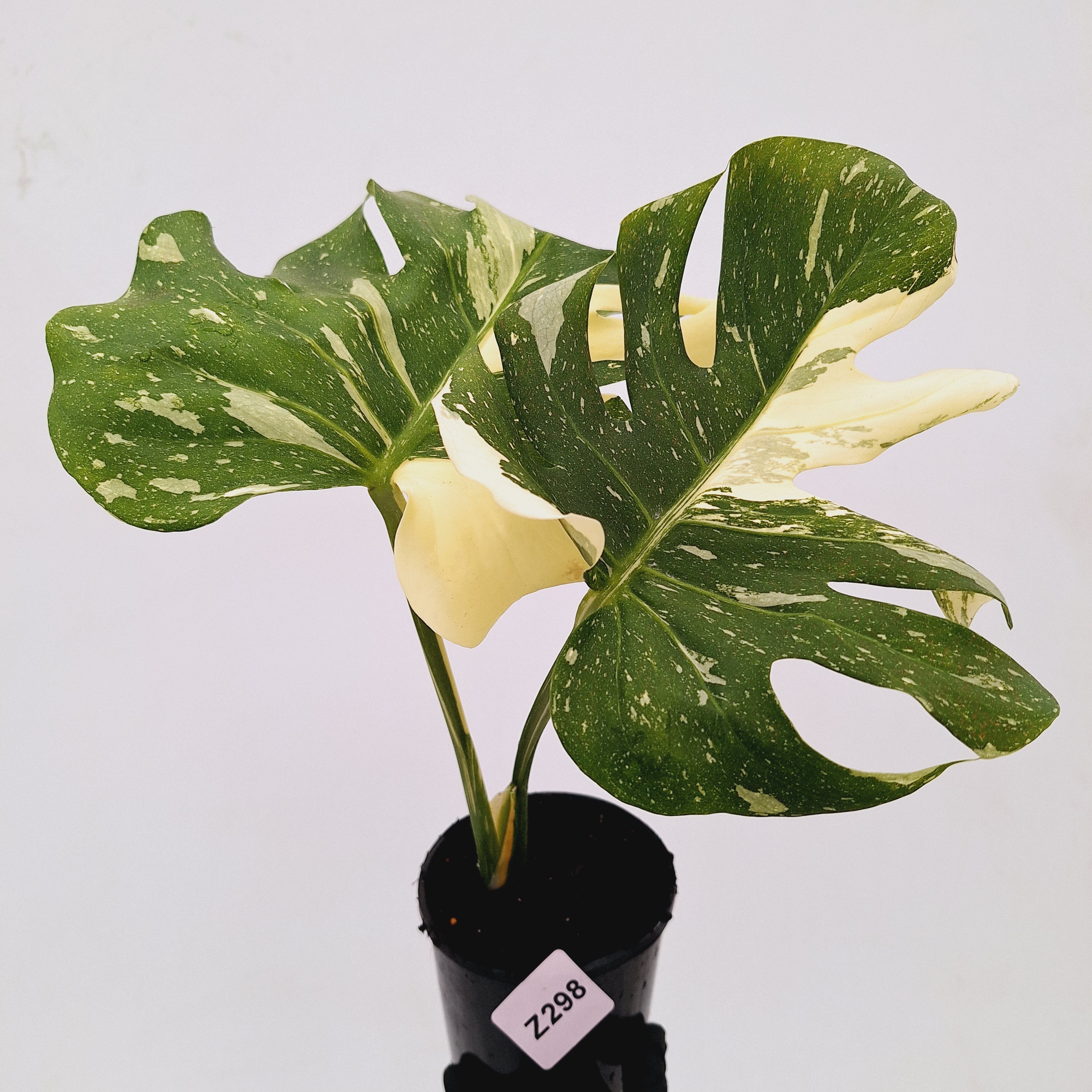 Monstera deliciosa Thai Constellation