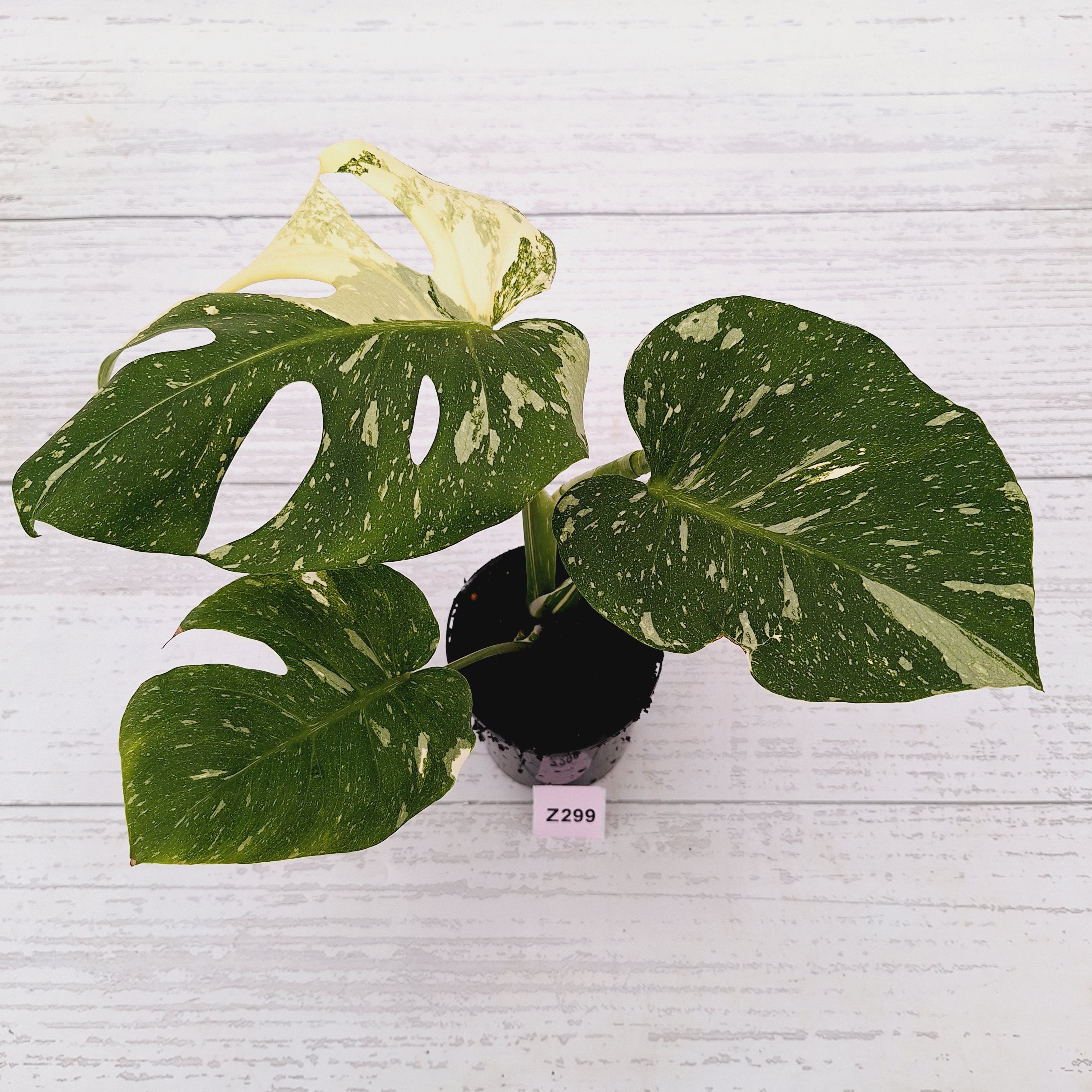 Monstera deliciosa Thai Constellation