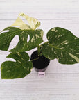 Monstera deliciosa Thai Constellation