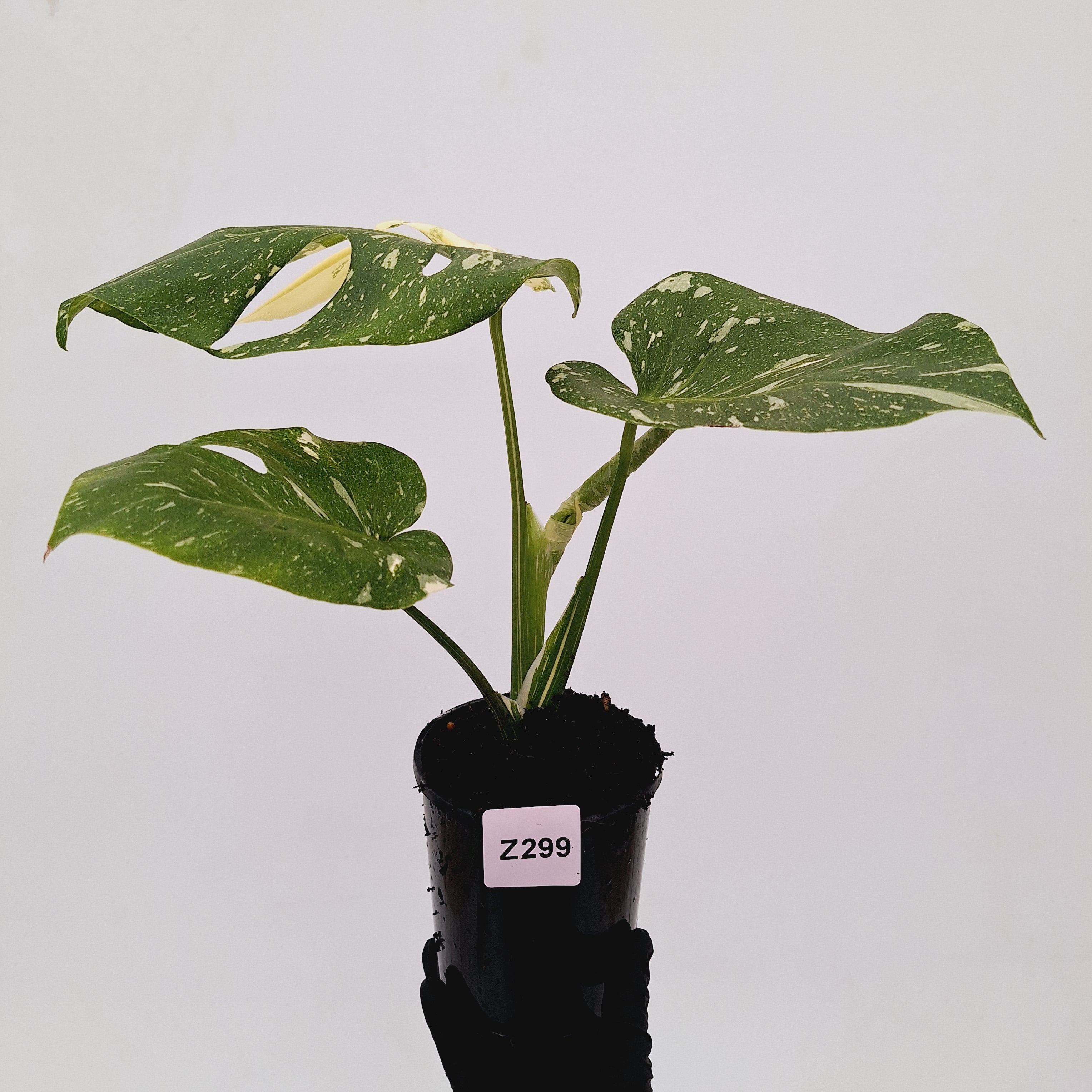 Monstera deliciosa Thai Constellation