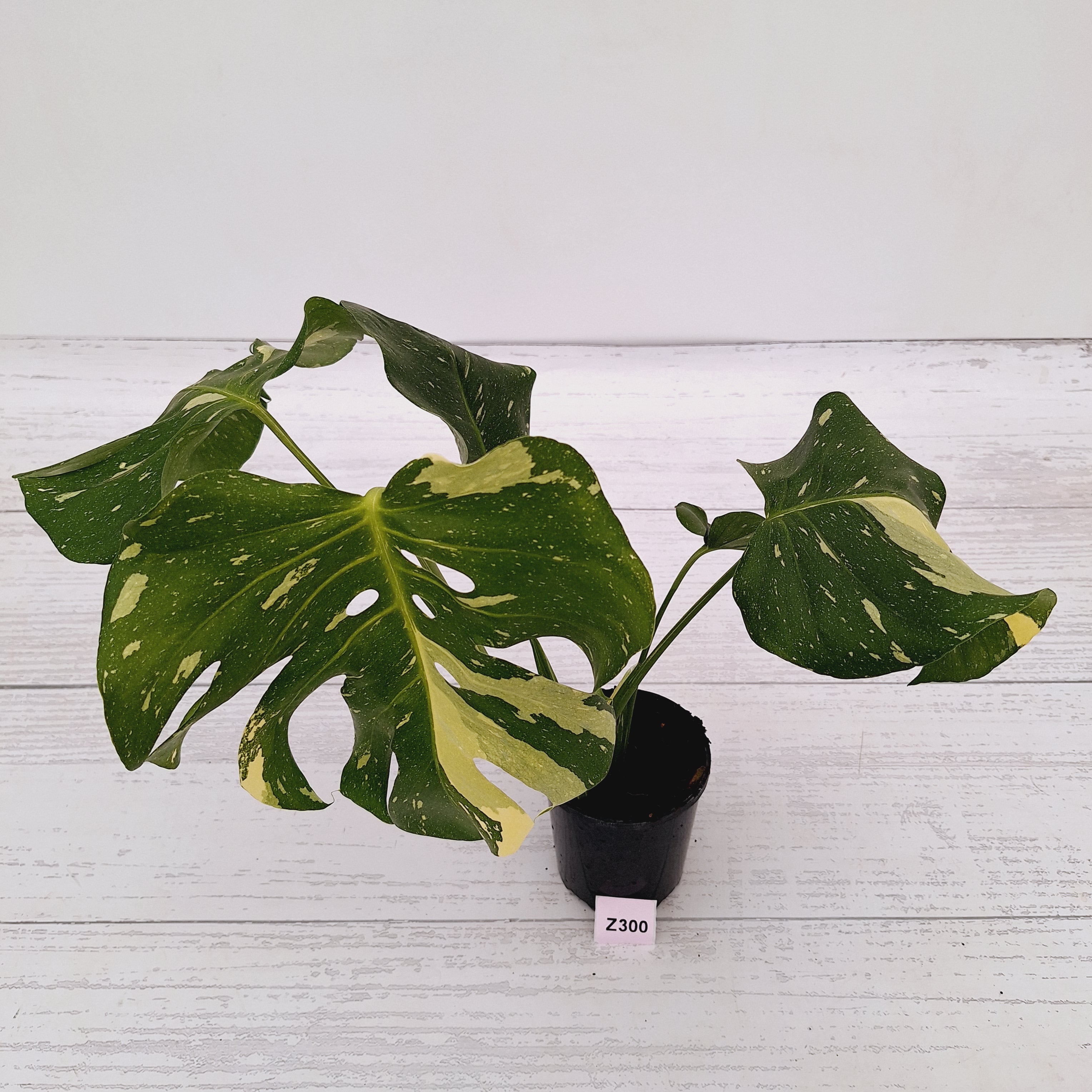 Monstera deliciosa Thai Constellation