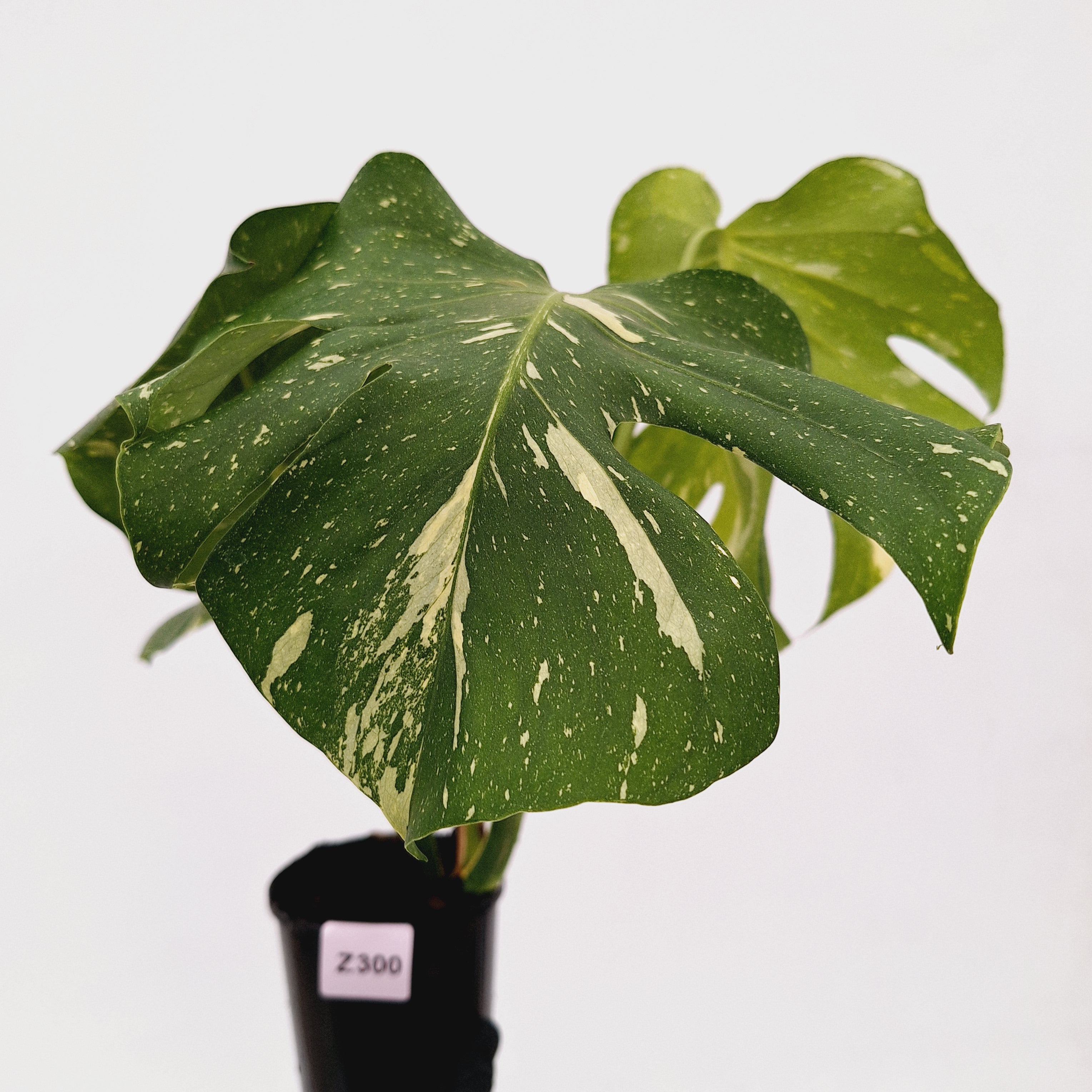 Monstera deliciosa Thai Constellation