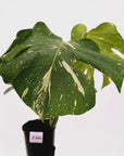 Monstera deliciosa Thai Constellation