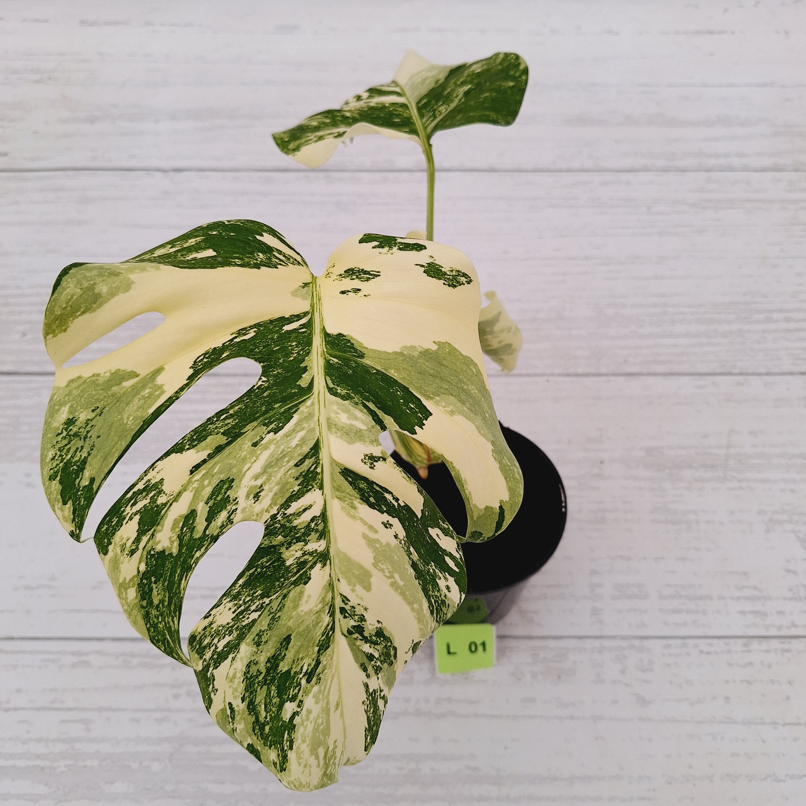 Monstera borsigiana &#39;Albo&#39;