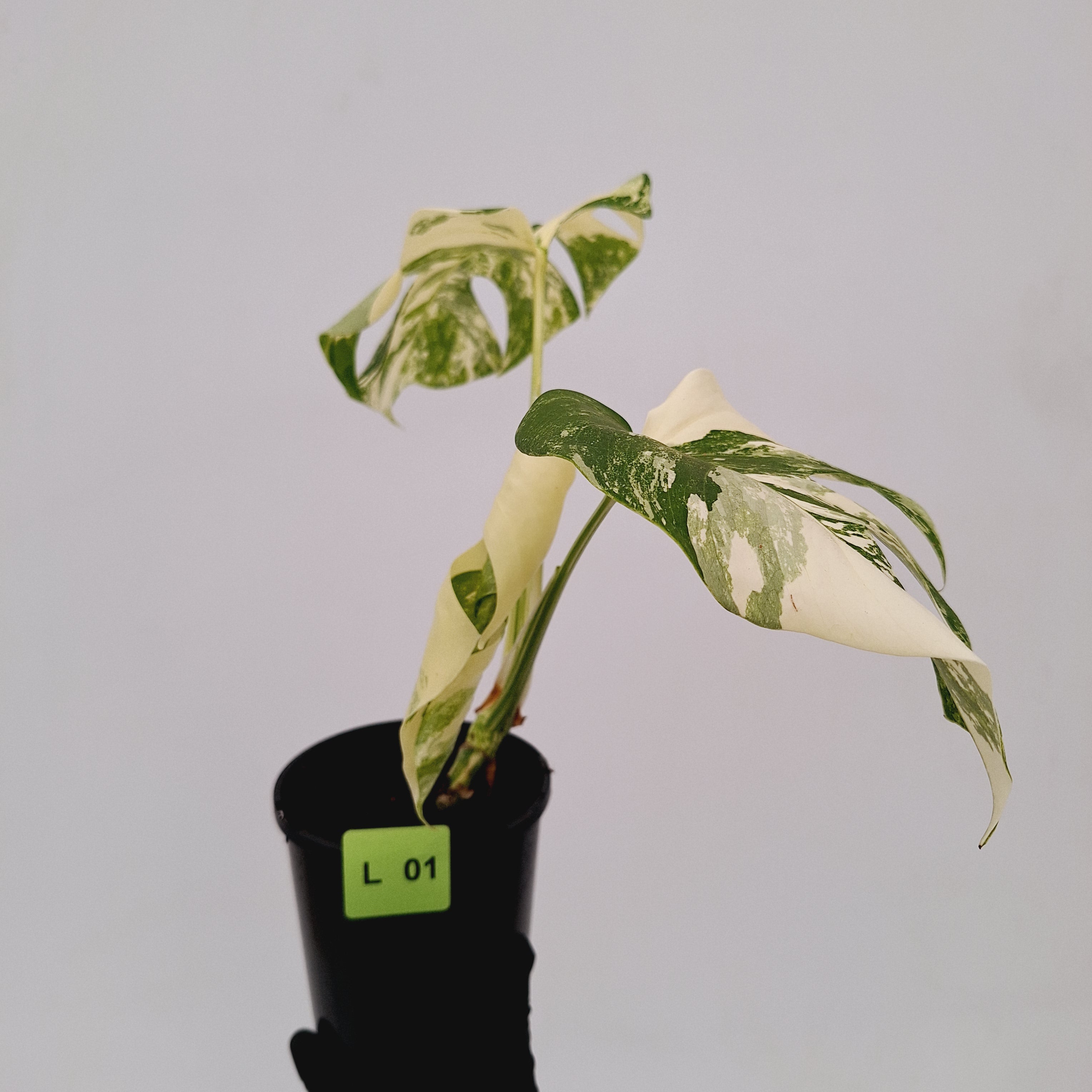 Monstera borsigiana &#39;Albo&#39;