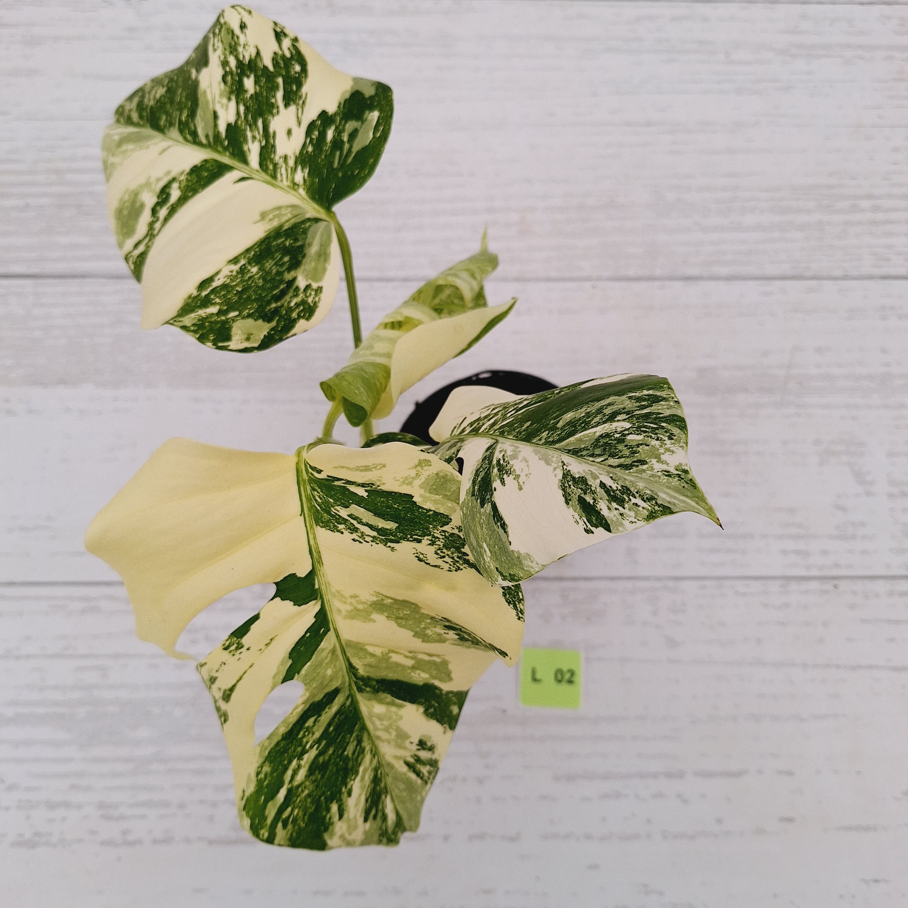 Monstera borsigiana &#39;Albo&#39;