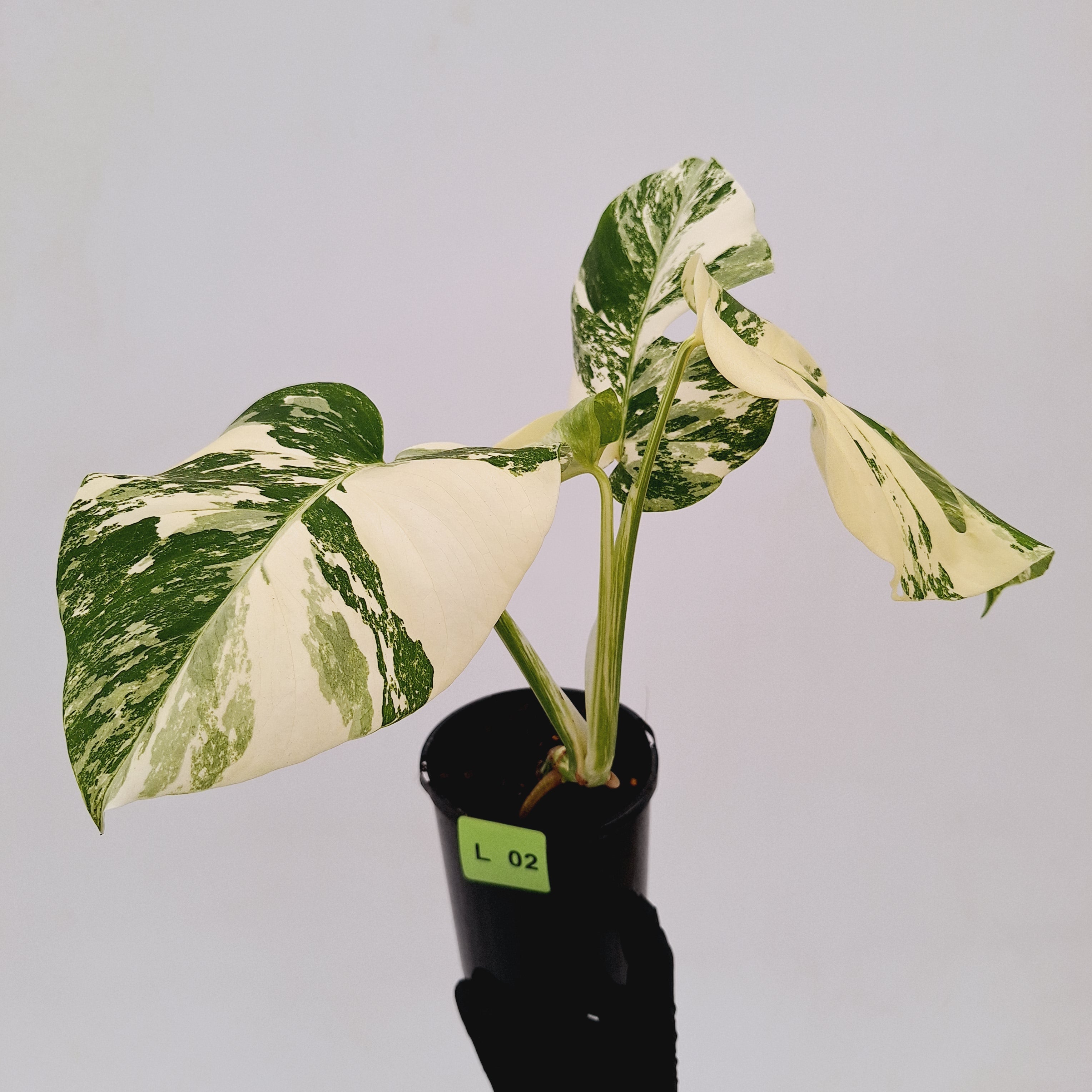 Monstera borsigiana &#39;Albo&#39;