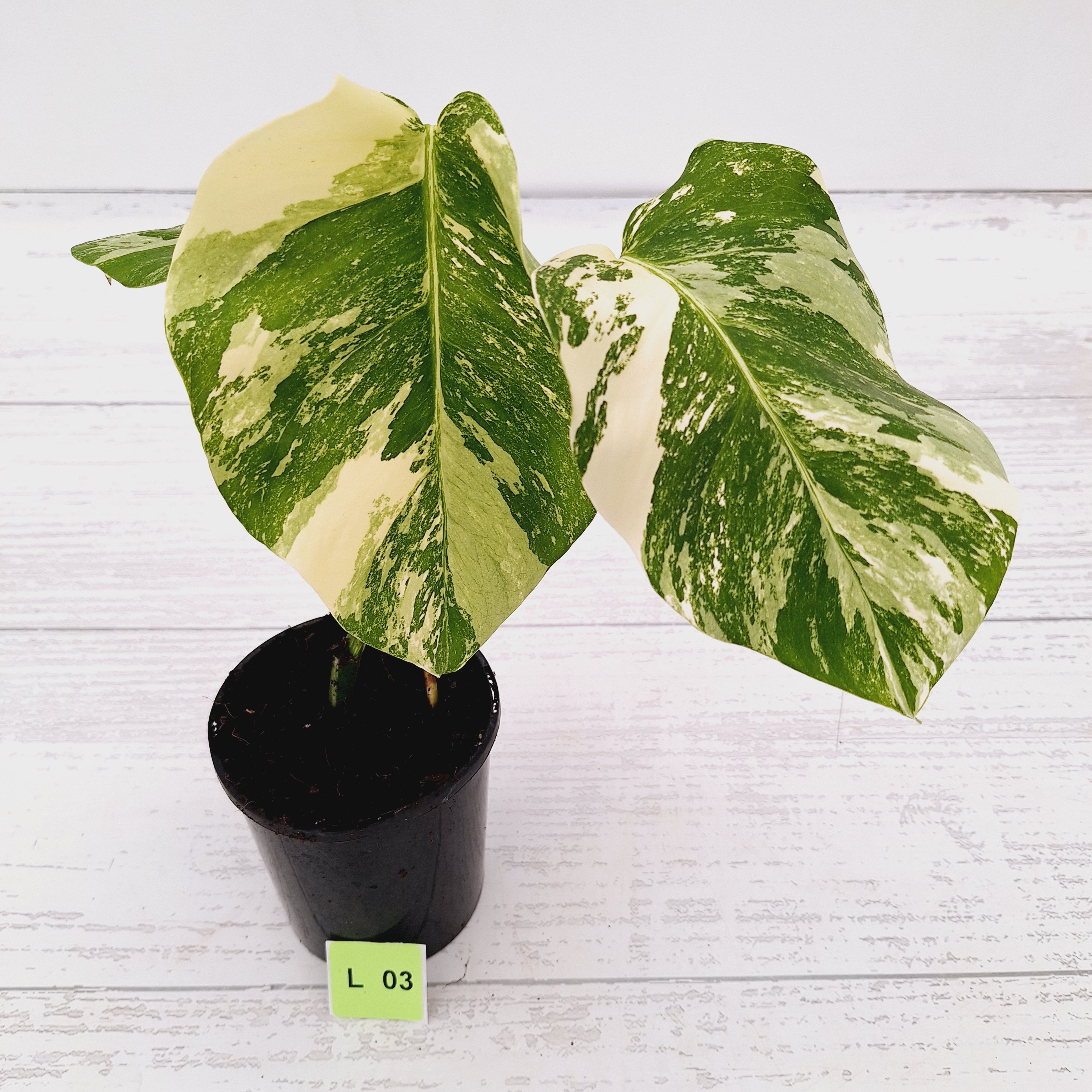 Monstera borsigiana &#39;Albo&#39;