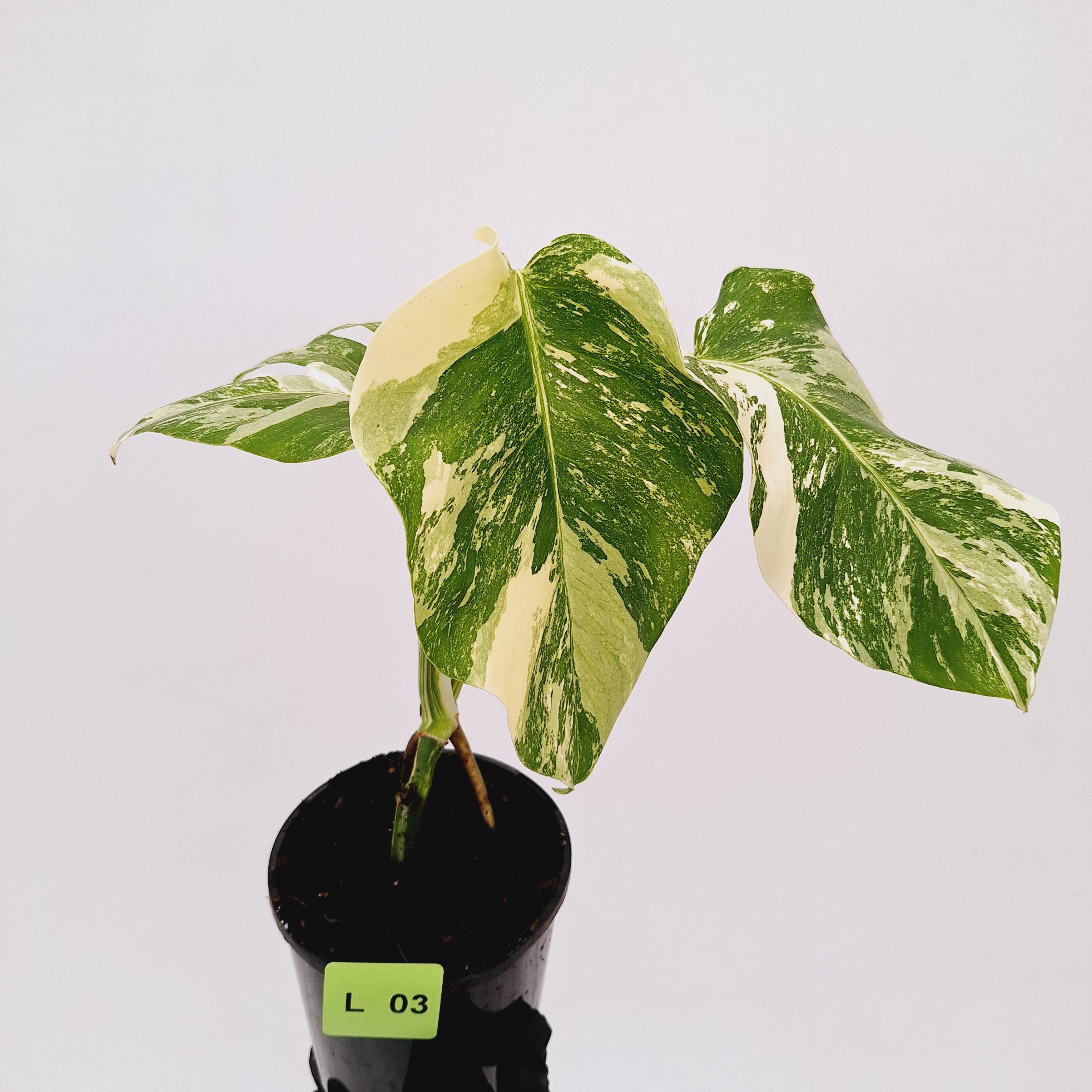 Monstera borsigiana &#39;Albo&#39;