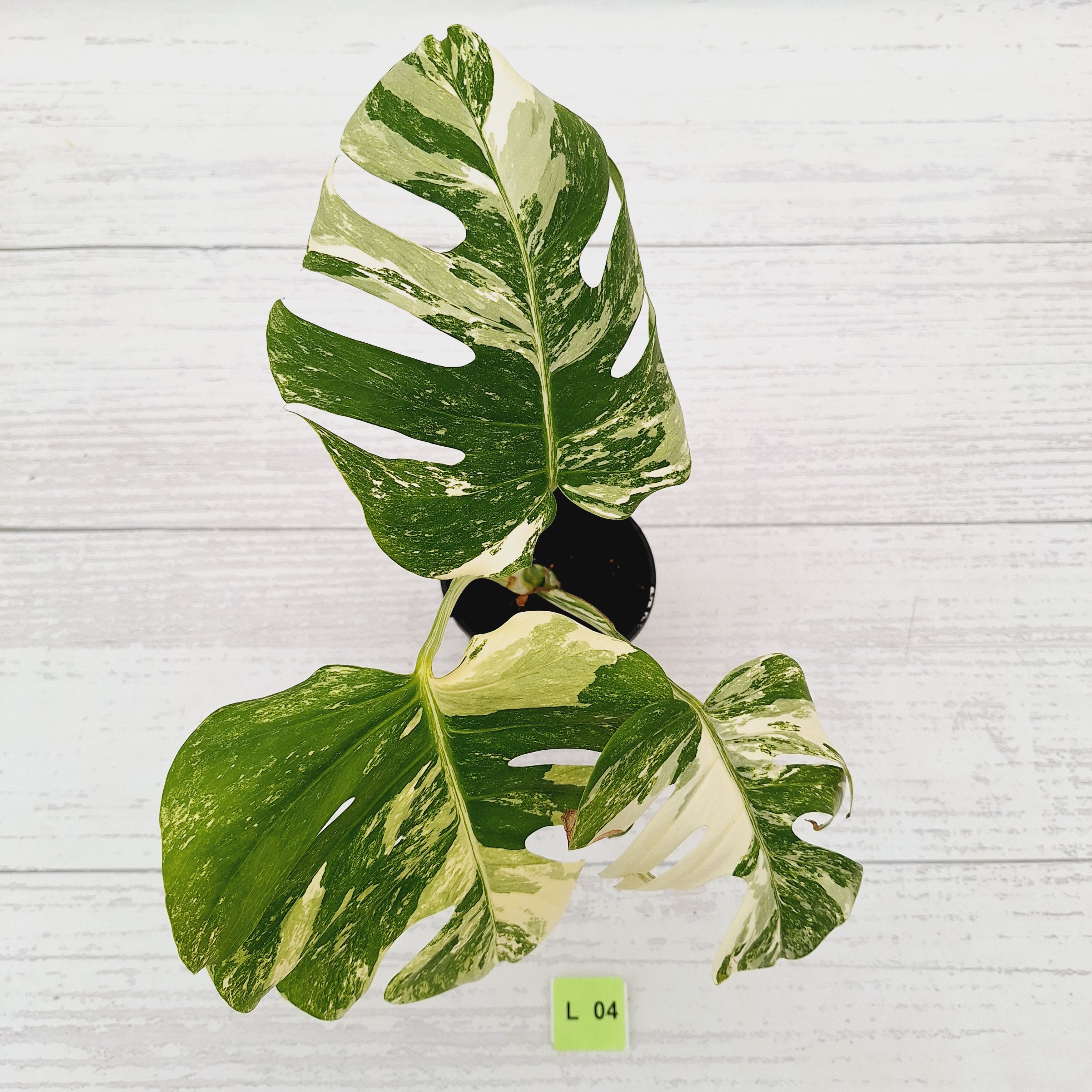 Monstera borsigiana &#39;Albo&#39;