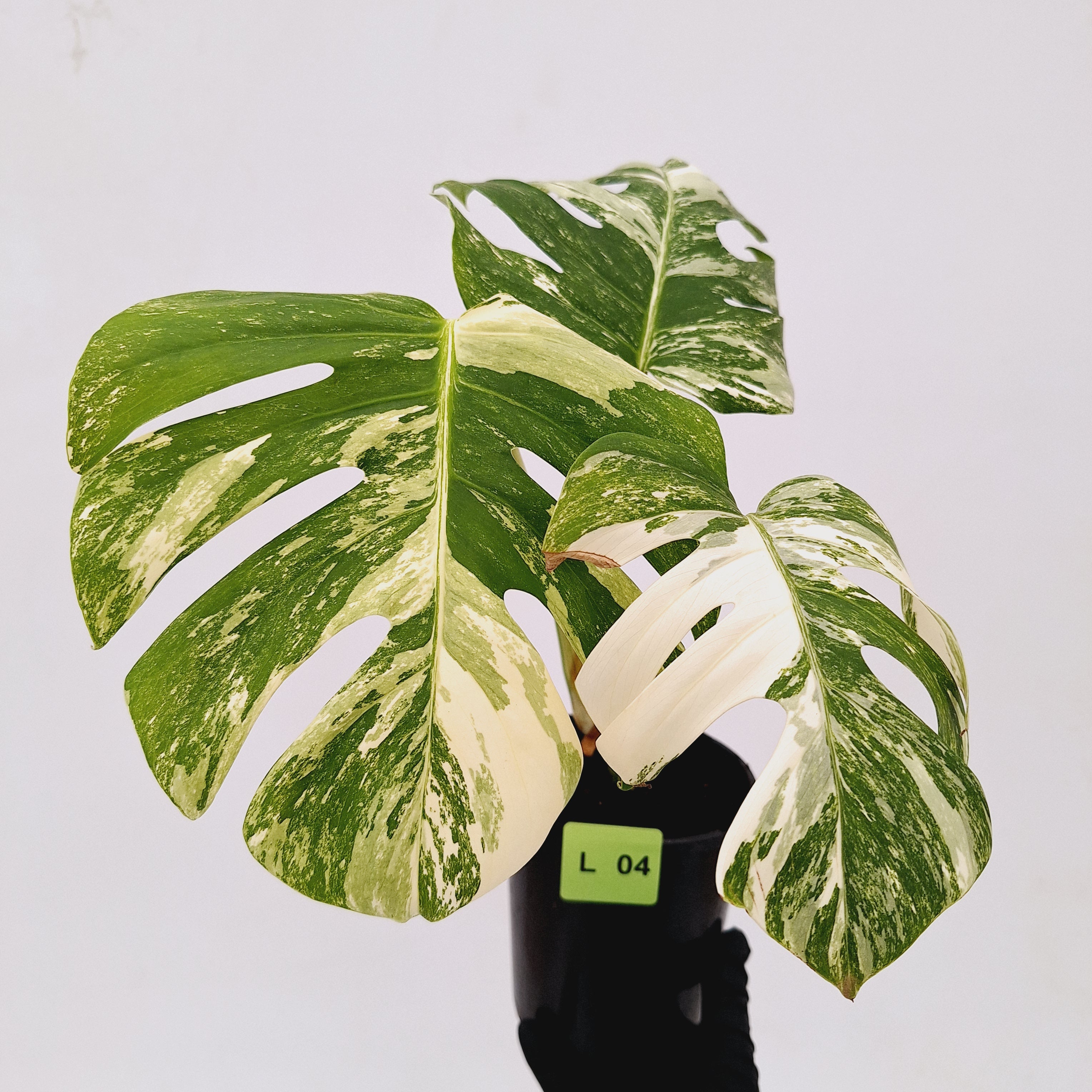 Monstera borsigiana &#39;Albo&#39;