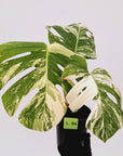 Monstera borsigiana 'Albo'