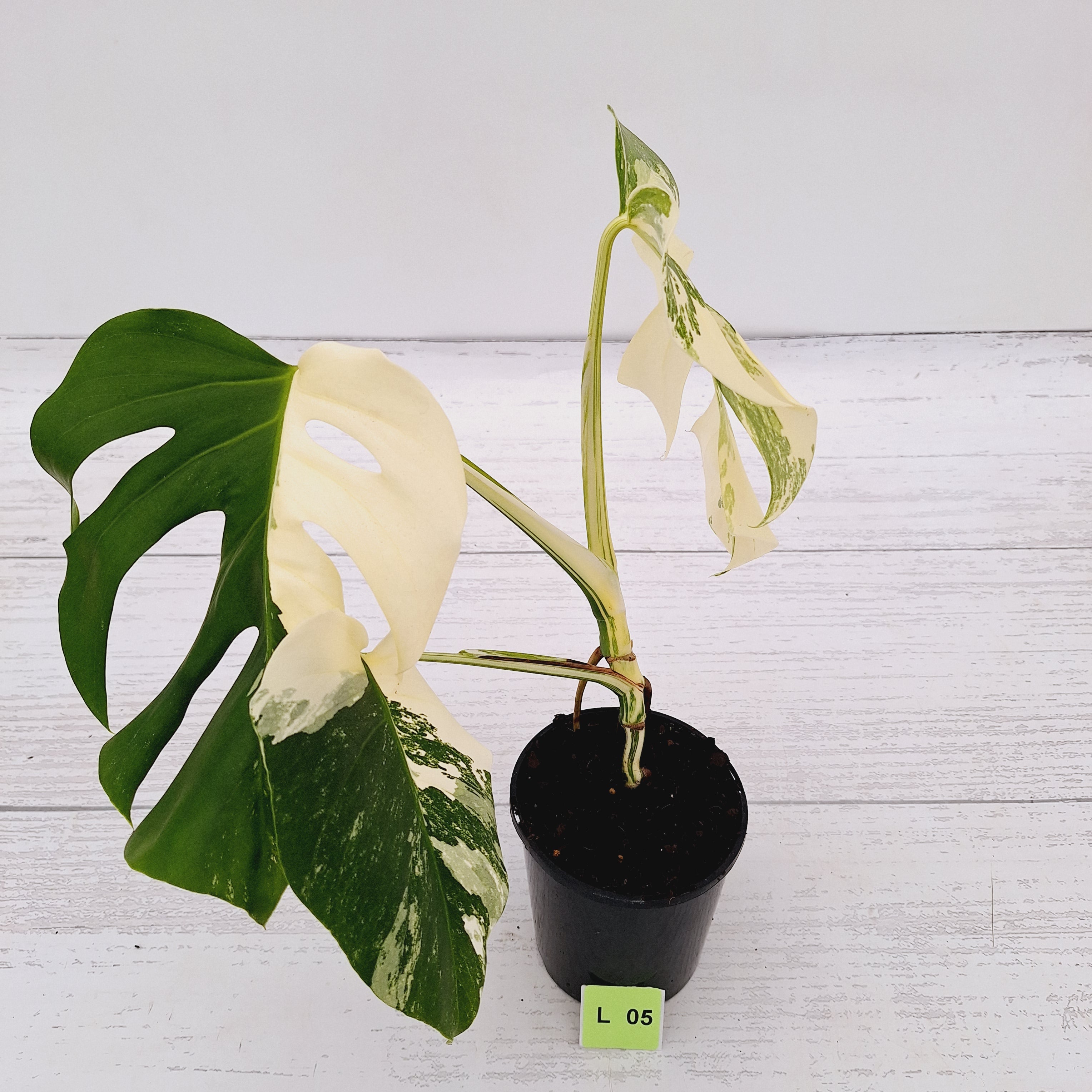 Monstera borsigiana &#39;Albo&#39;