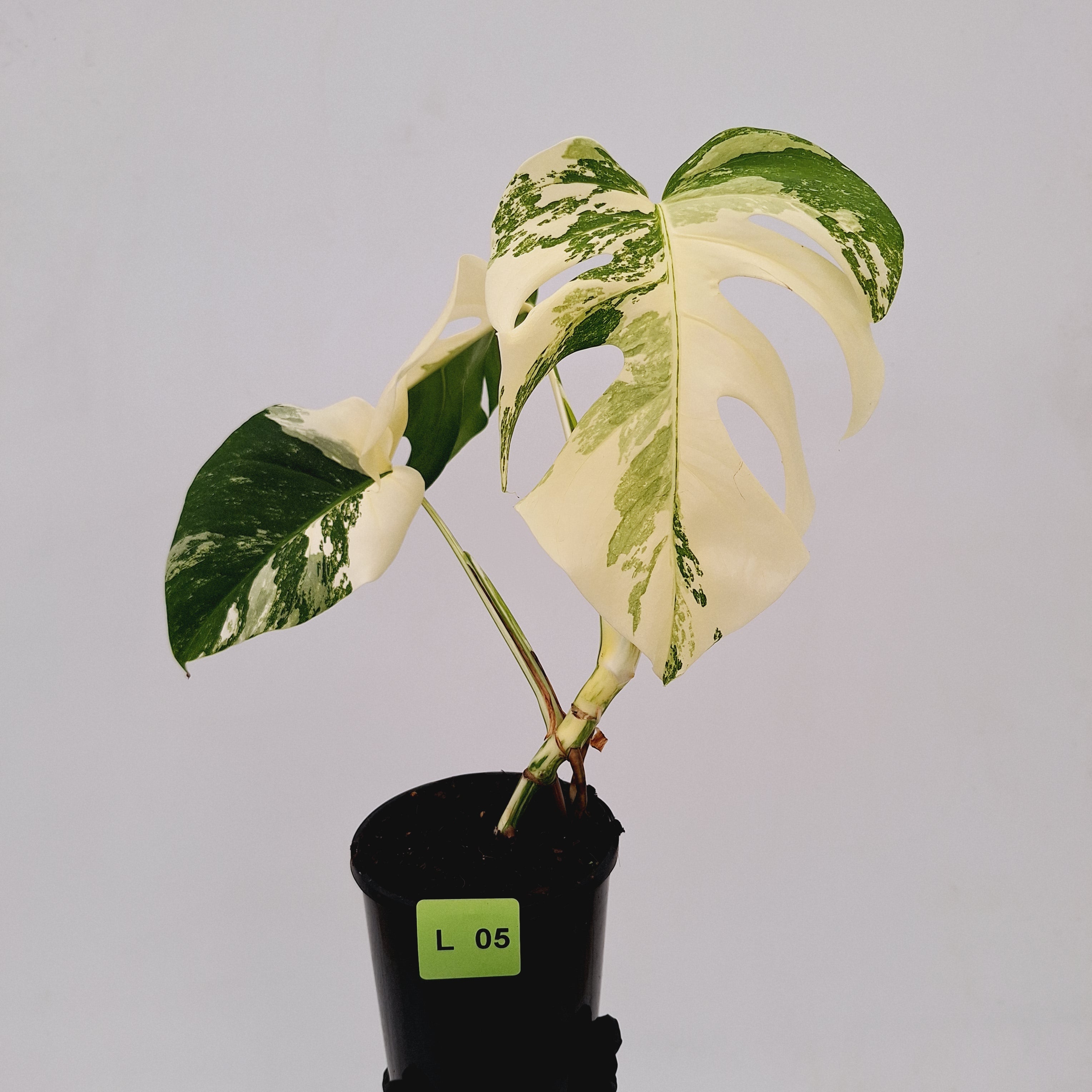 Monstera borsigiana &#39;Albo&#39;