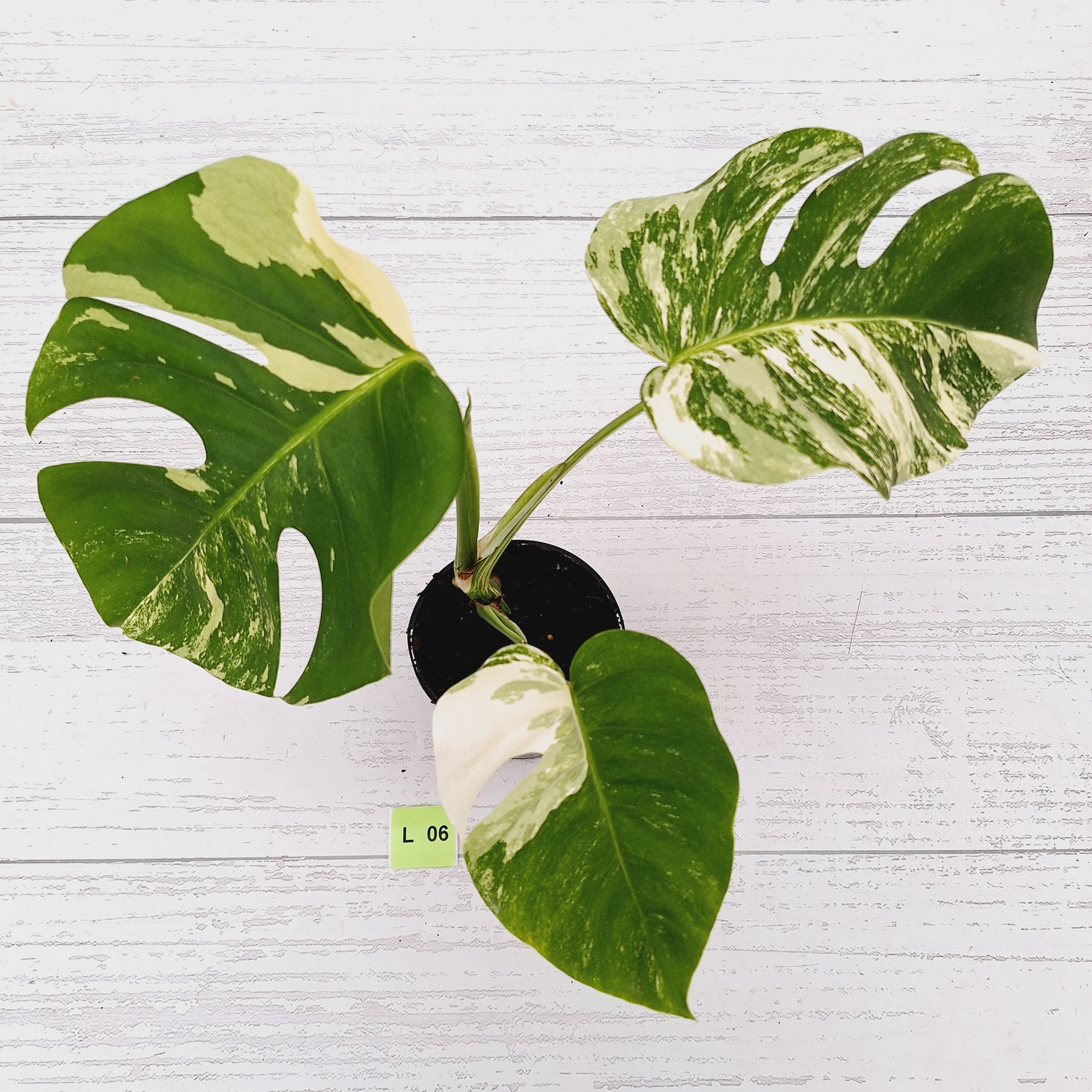 Monstera borsigiana &#39;Albo&#39;