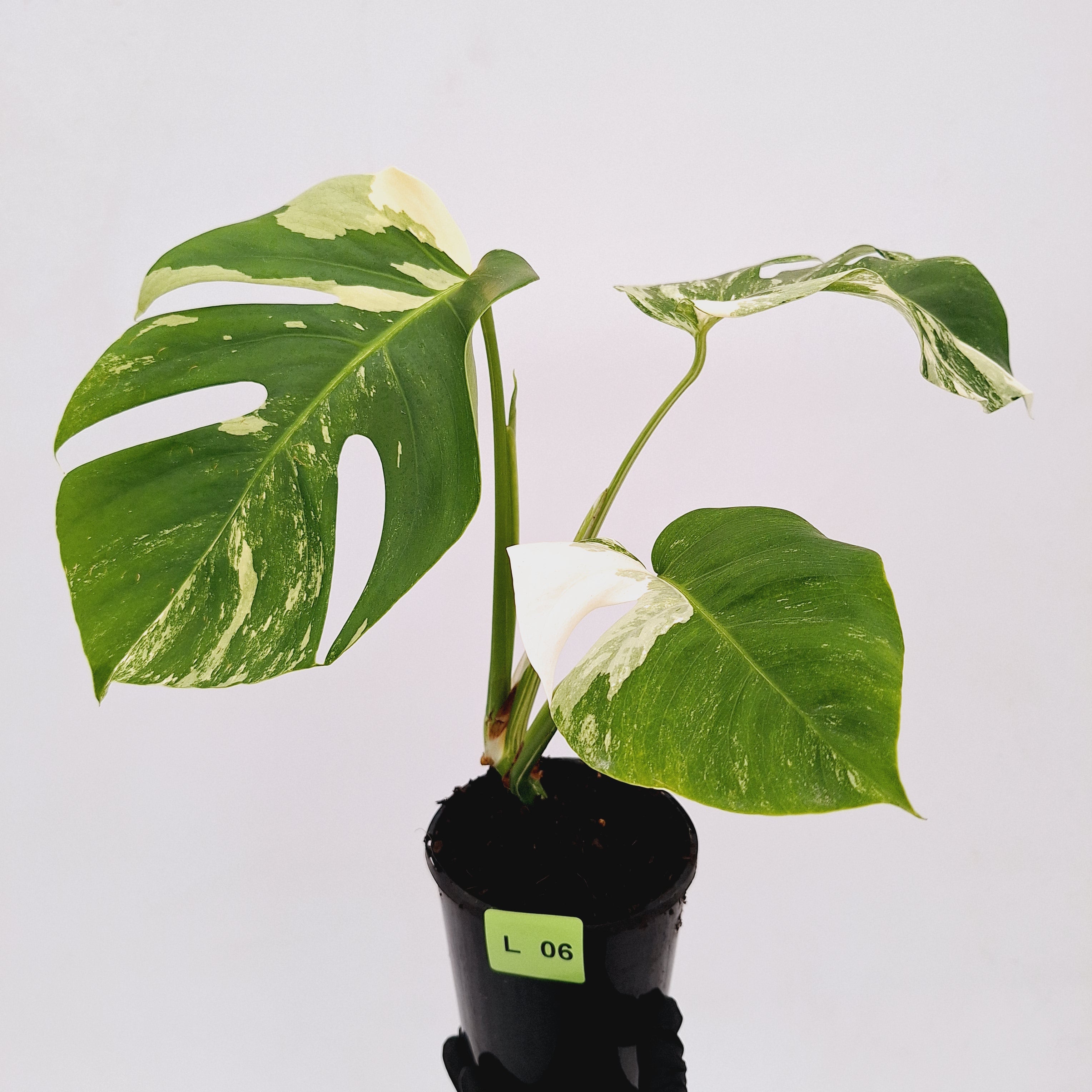 Monstera borsigiana &#39;Albo&#39;