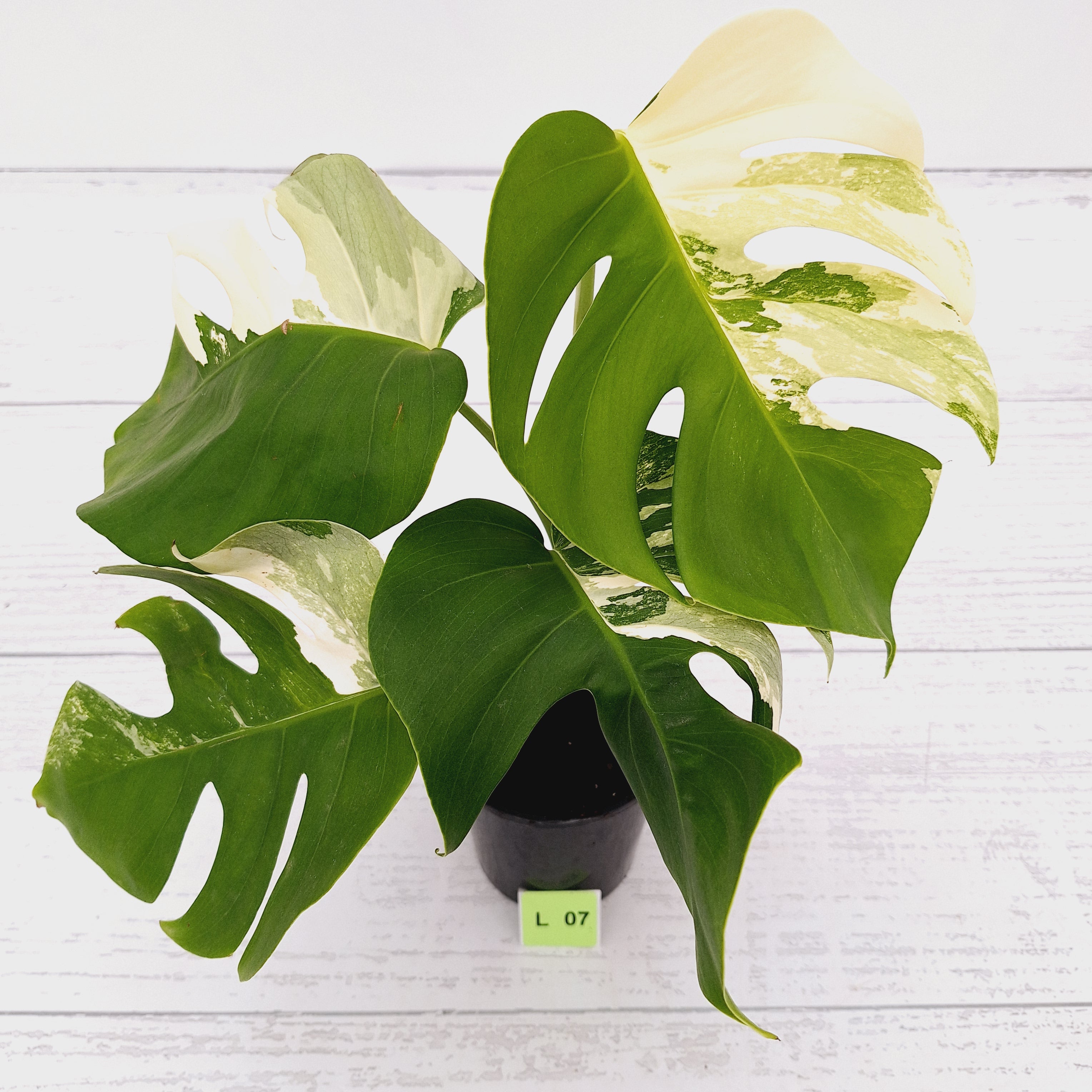 Monstera borsigiana &#39;Albo&#39;