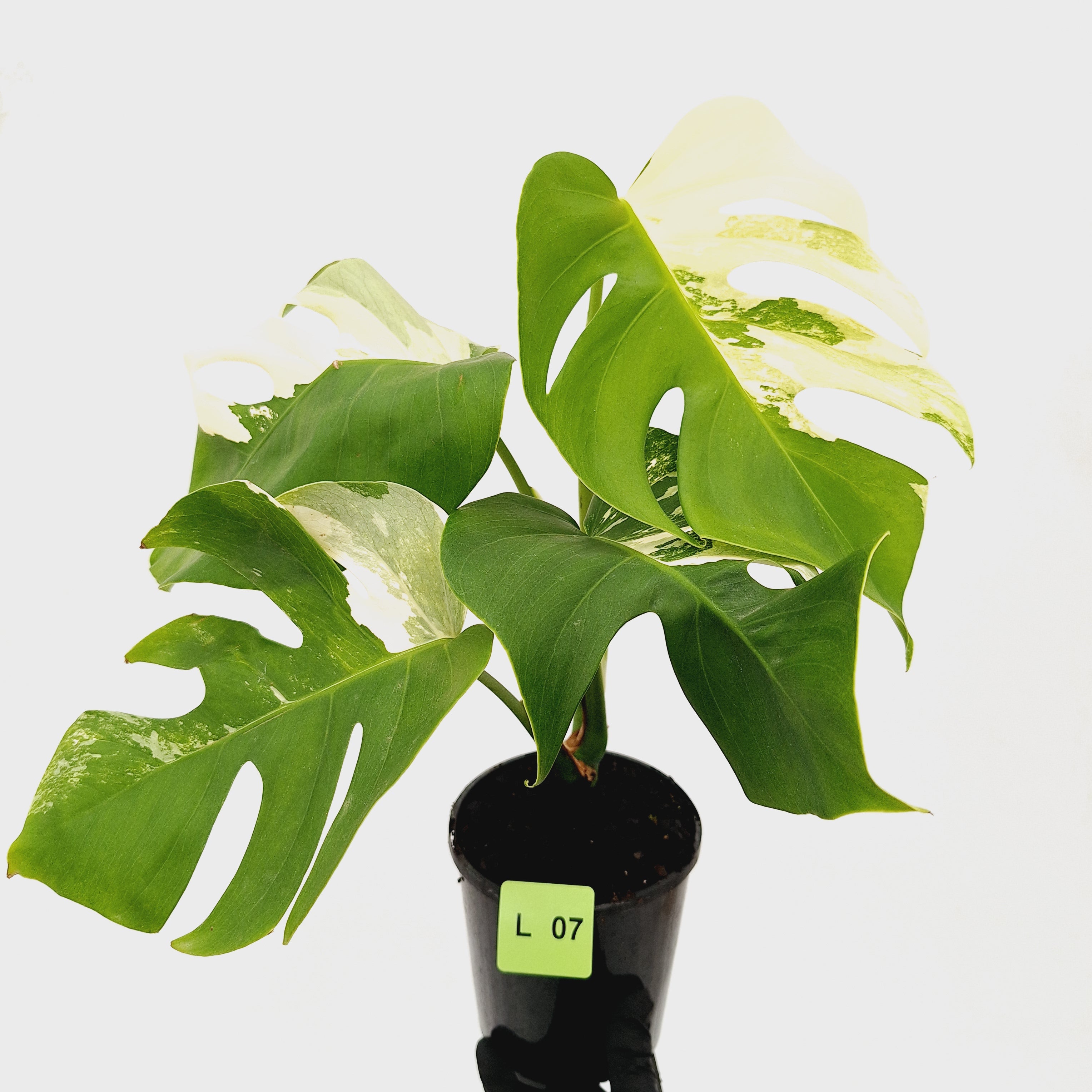 Monstera borsigiana &#39;Albo&#39;