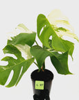 Monstera borsigiana 'Albo'