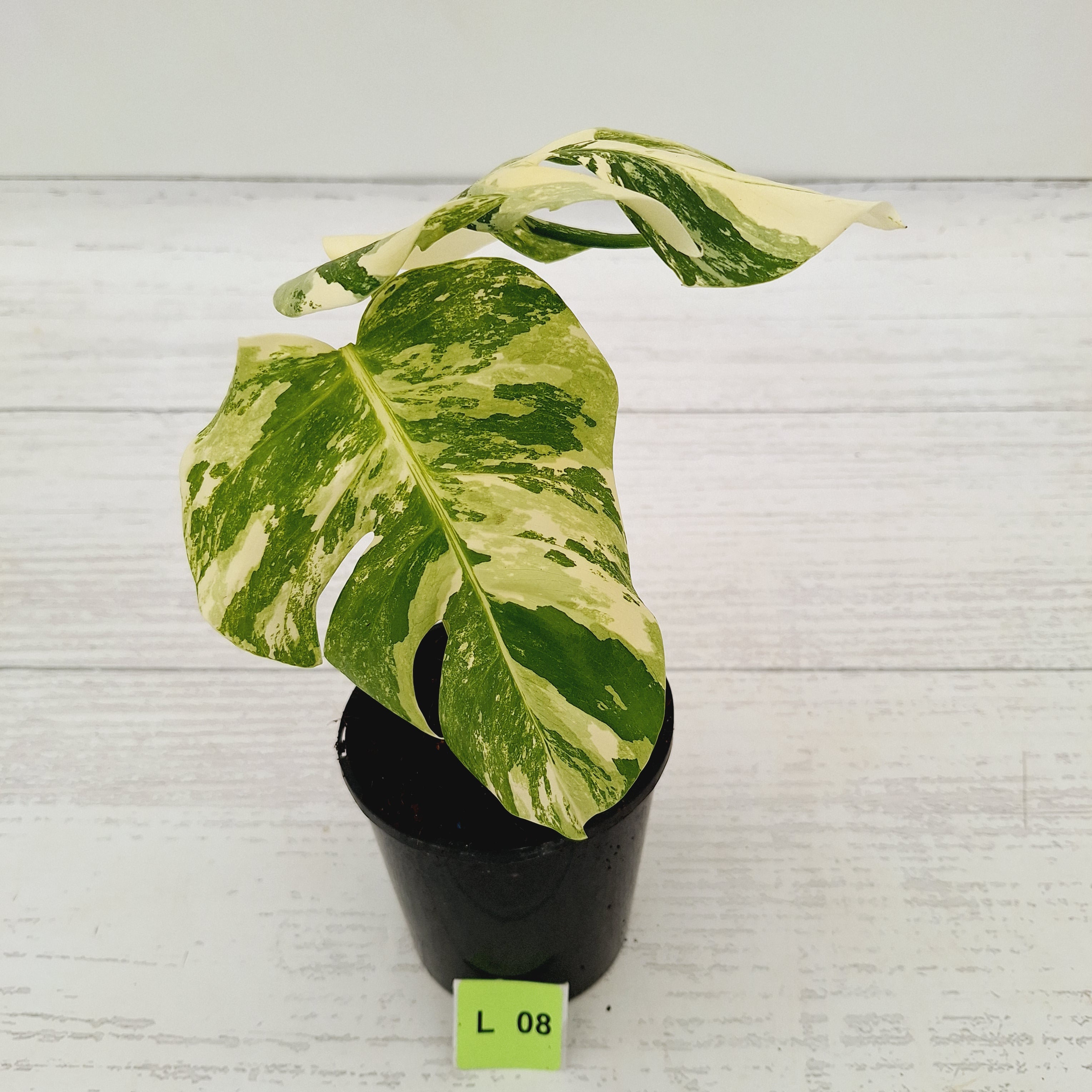 Monstera borsigiana &#39;Albo&#39;