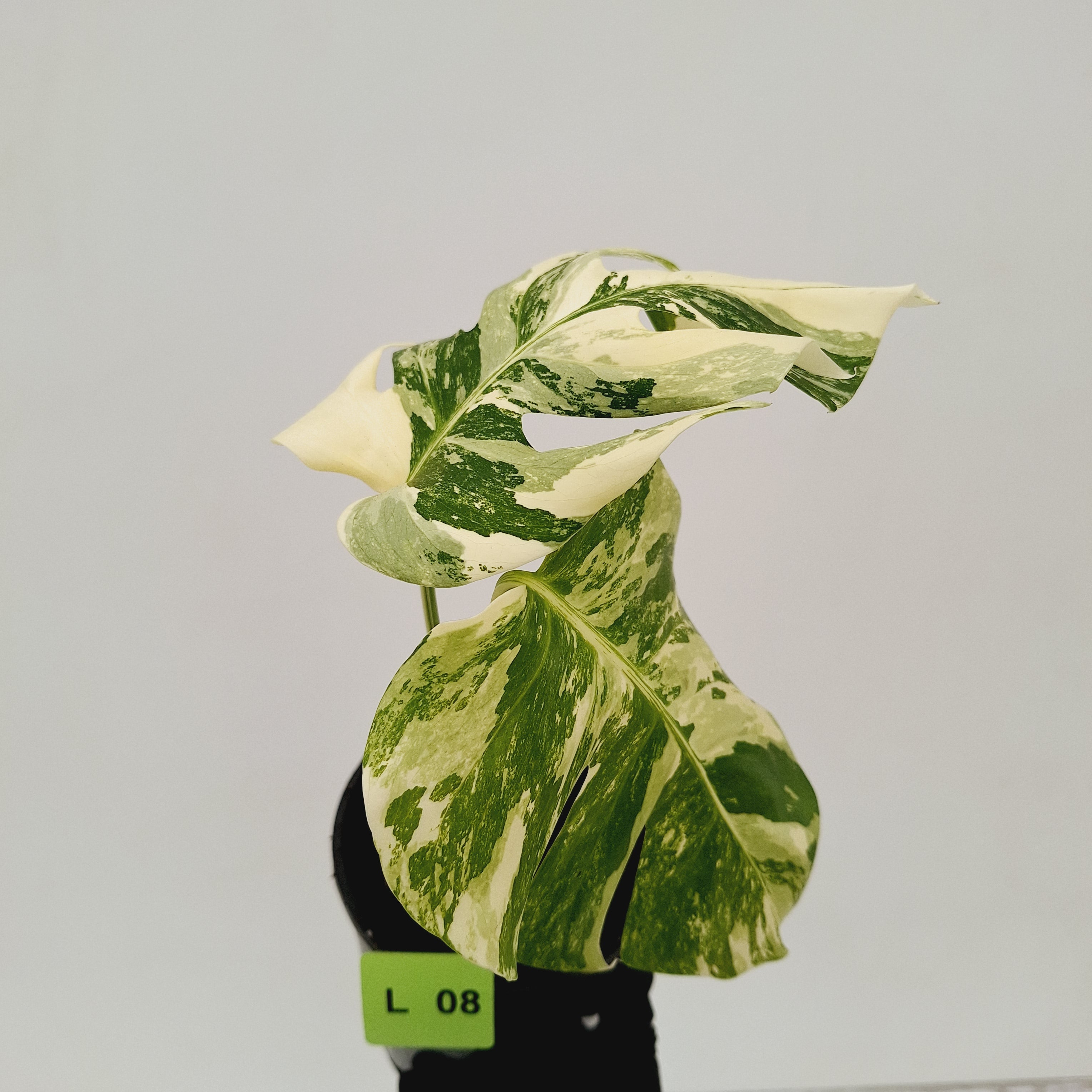 Monstera borsigiana &#39;Albo&#39;