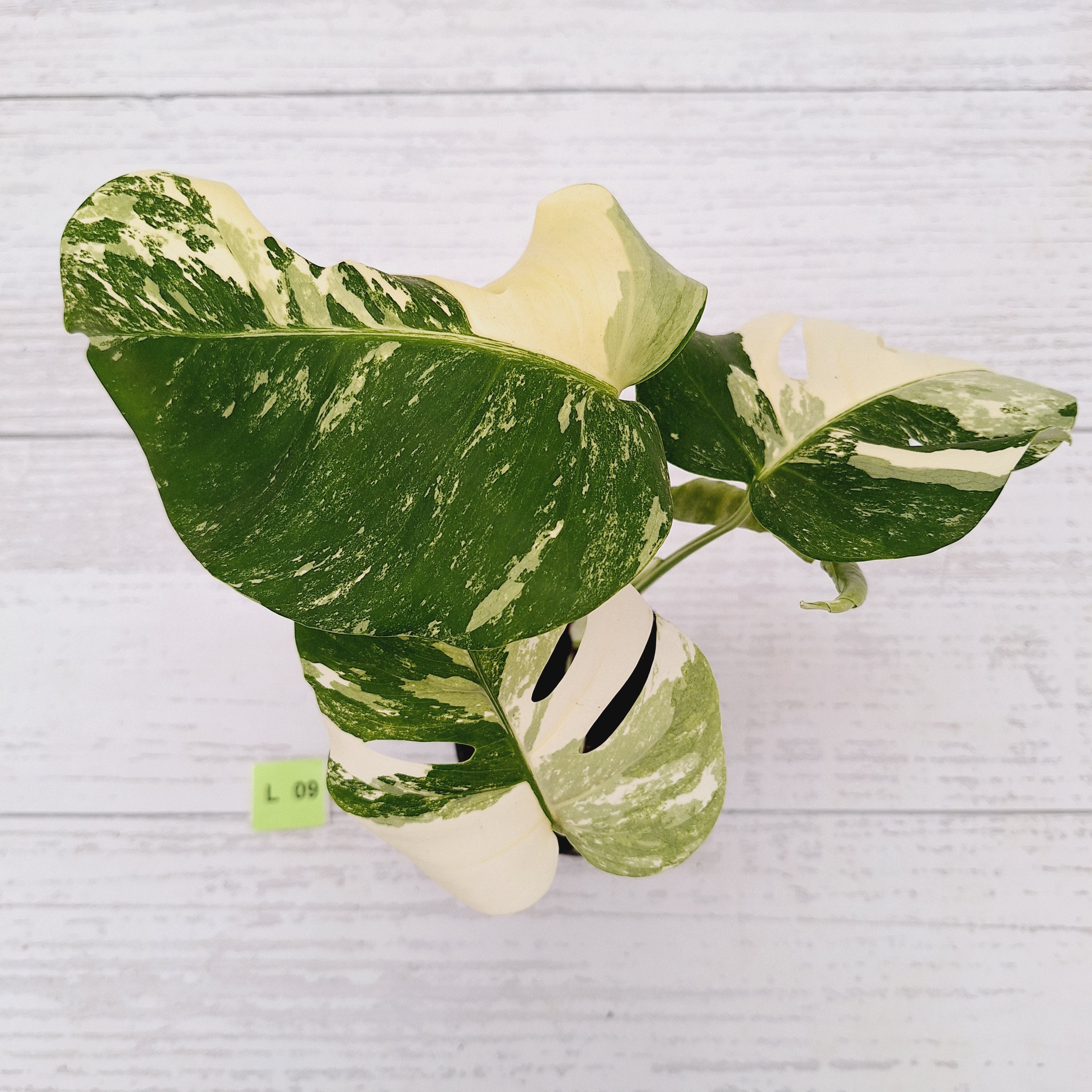 Monstera borsigiana &#39;Albo&#39;