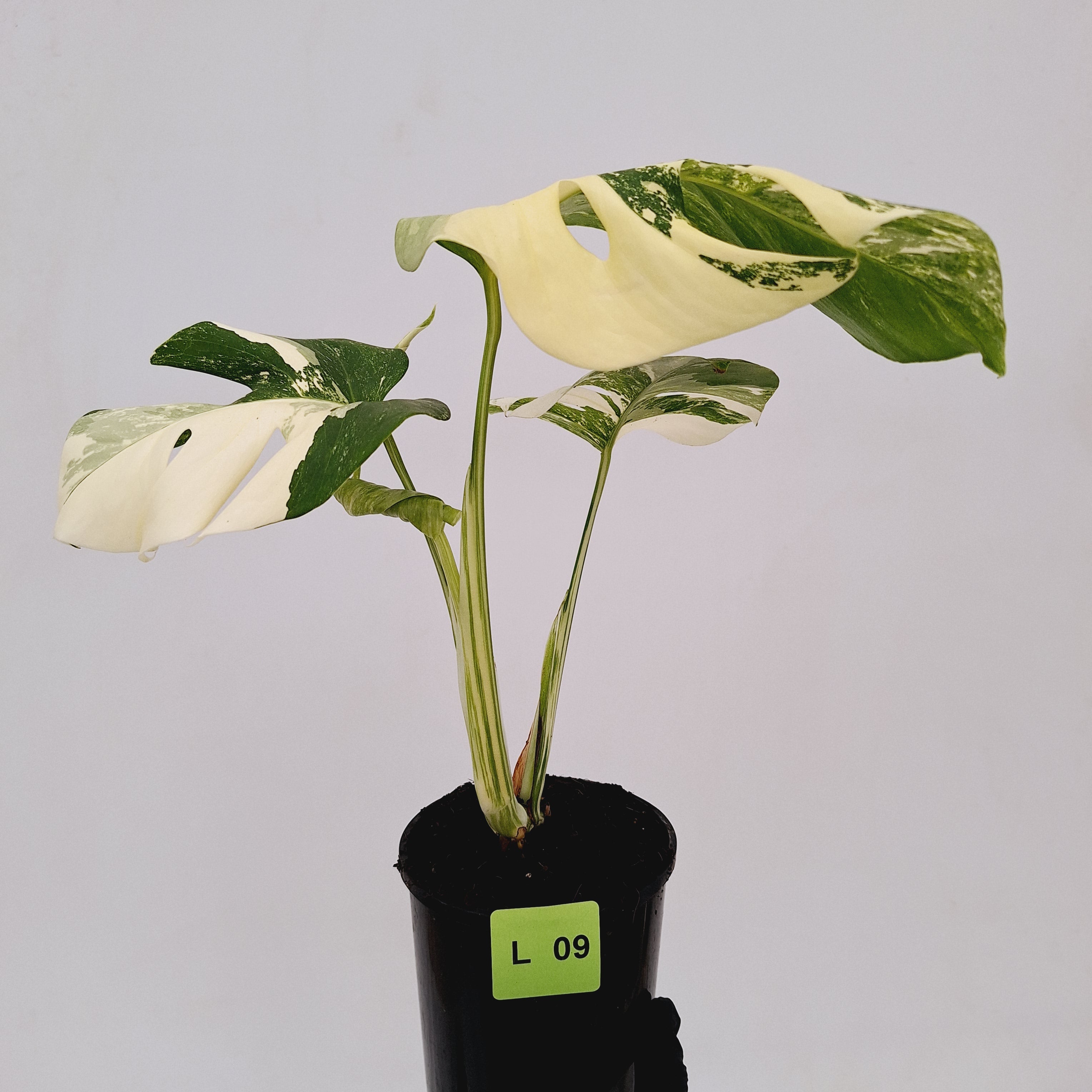 Monstera borsigiana &#39;Albo&#39;