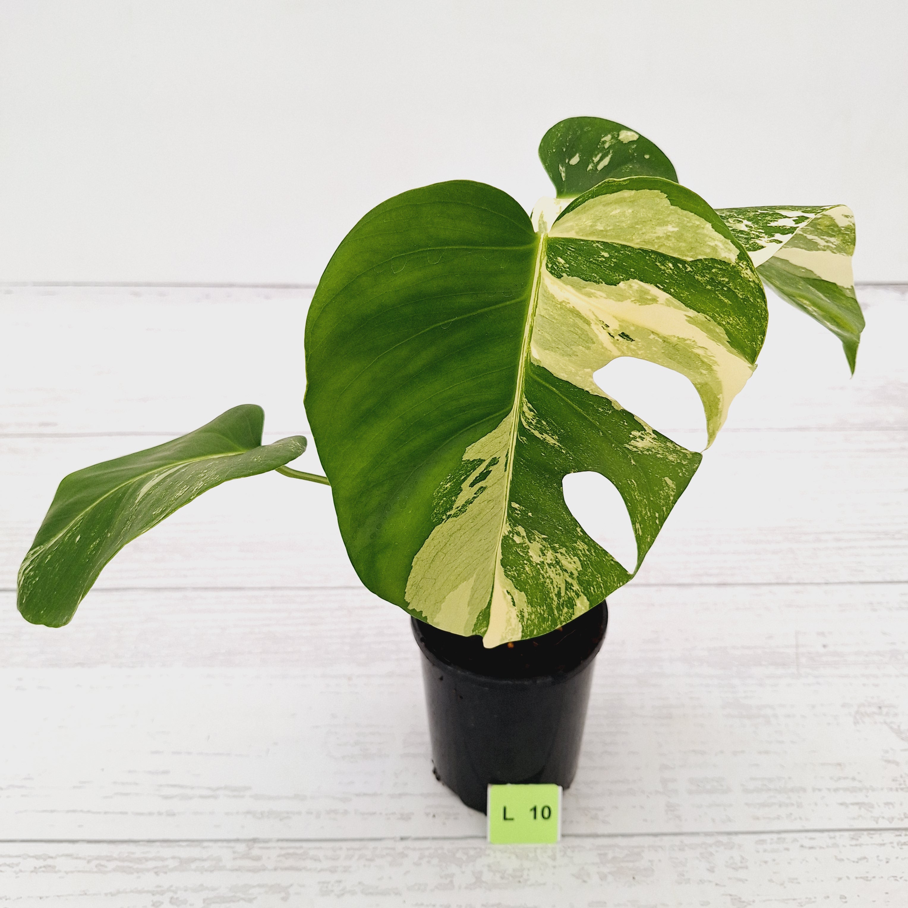Monstera borsigiana &#39;Albo&#39;